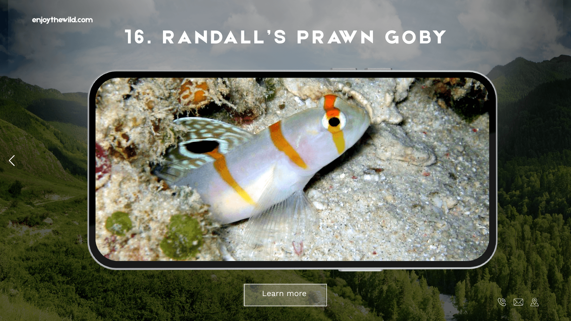 Randall’s Prawn Goby