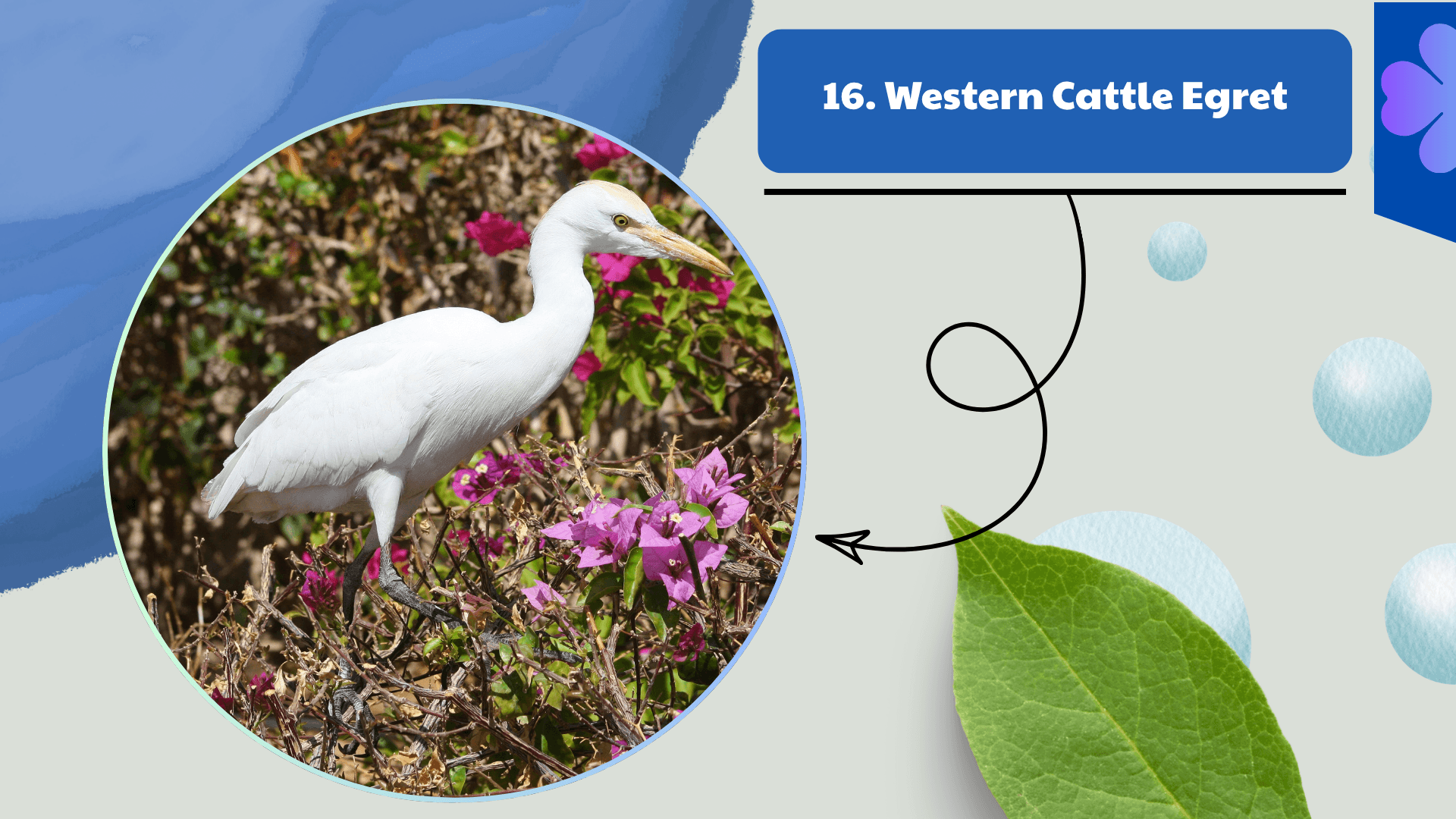 Western Cattle Egret