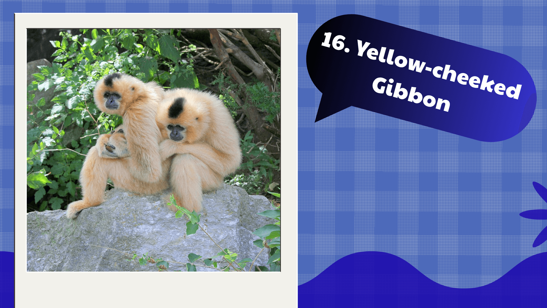 Yellow-cheeked Gibbon