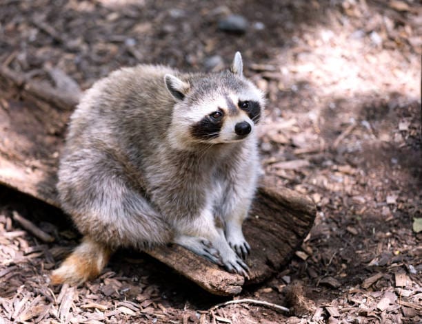 Short-faced-Raccoon