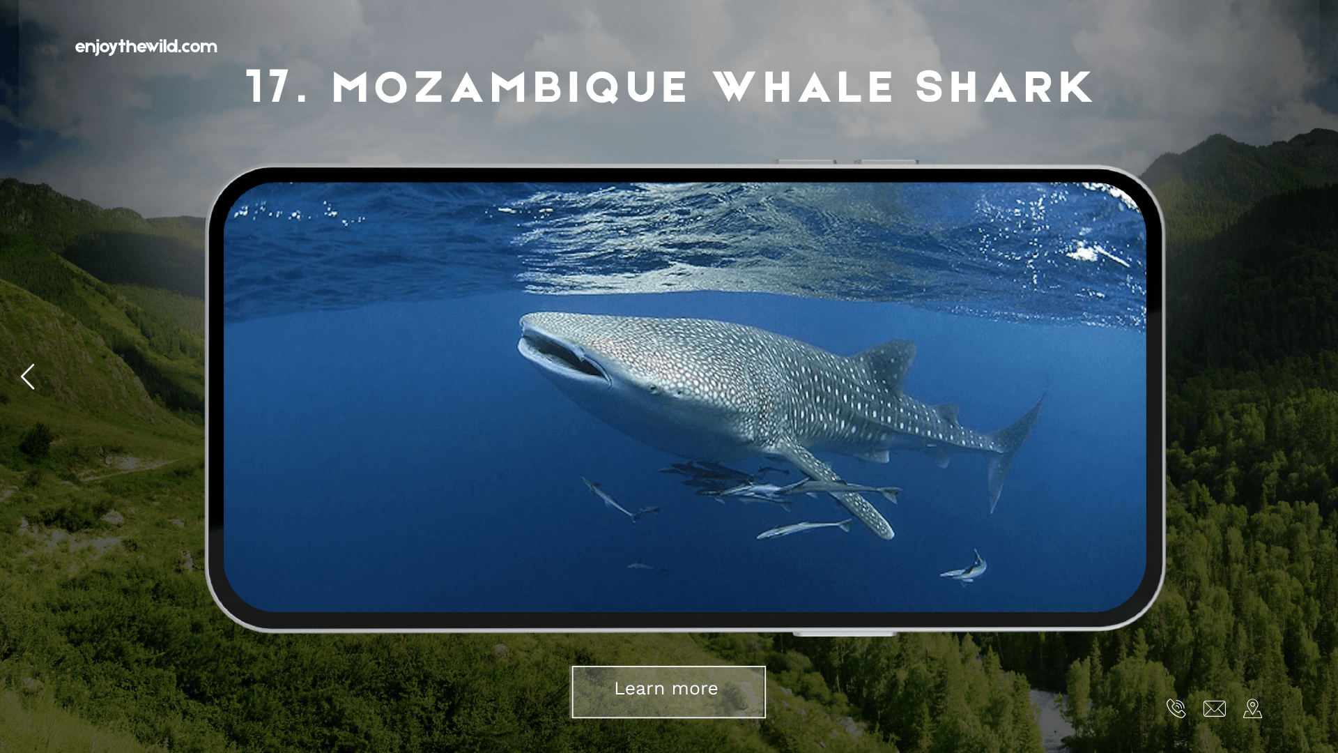 Mozambique Whale Shark