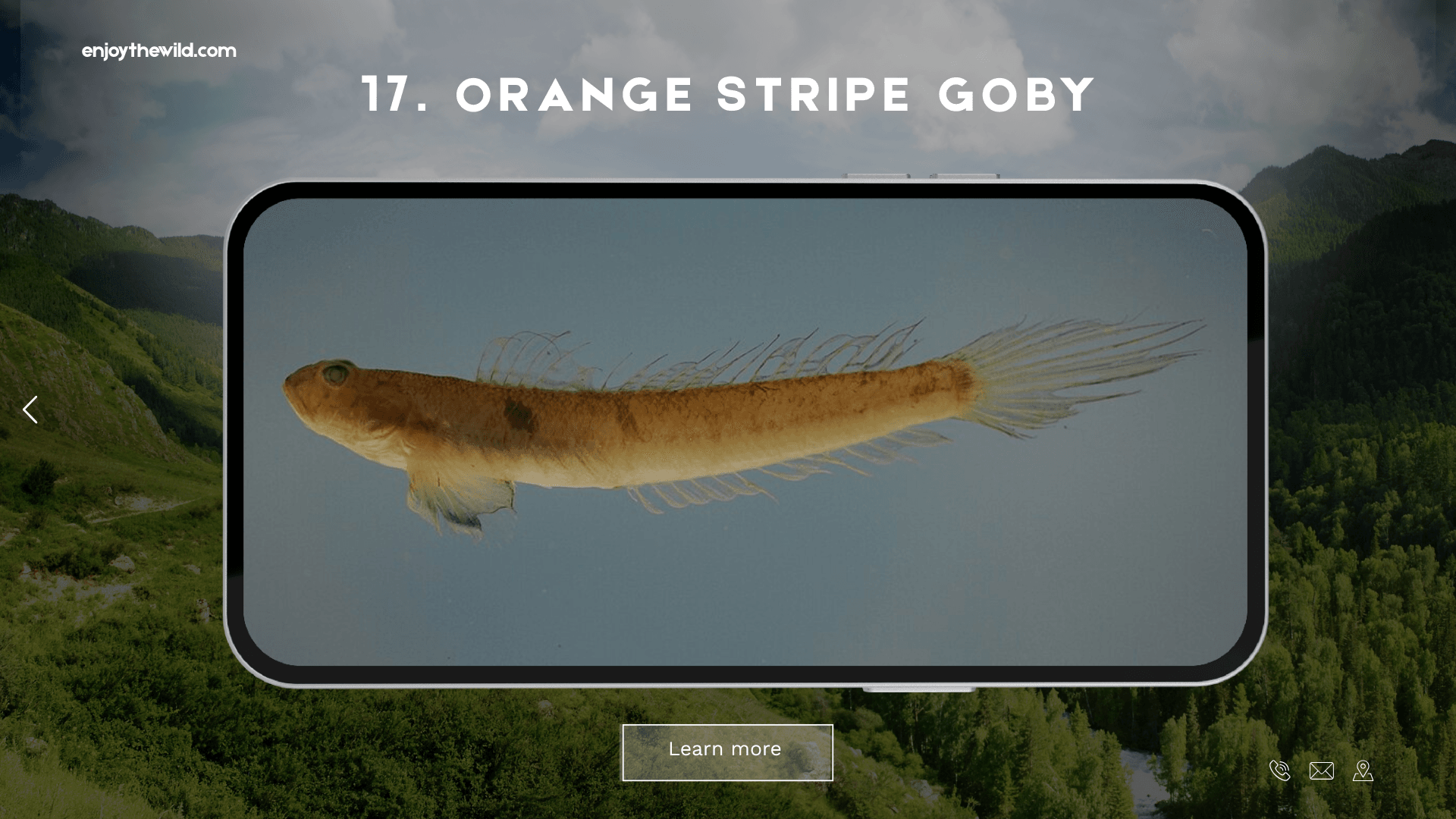Orange Stripe Goby