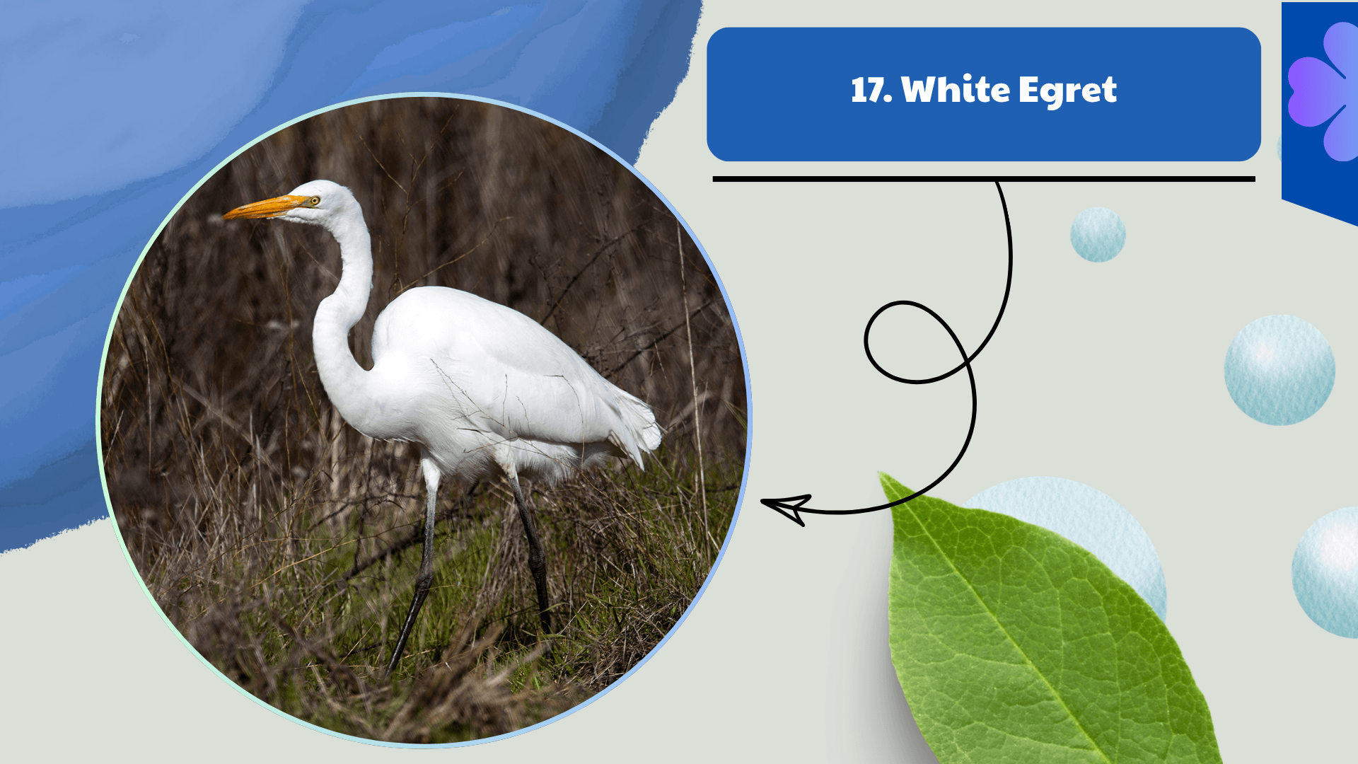White Egret