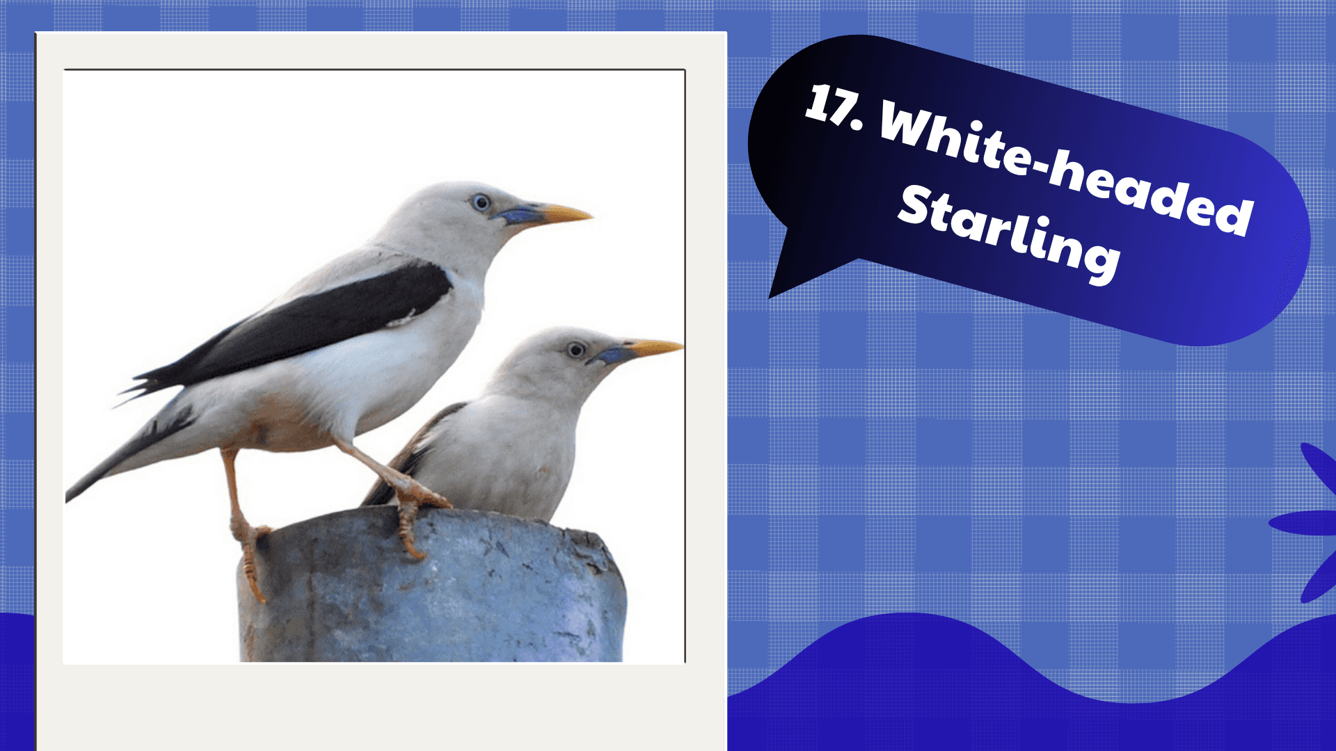 White-headed Starling