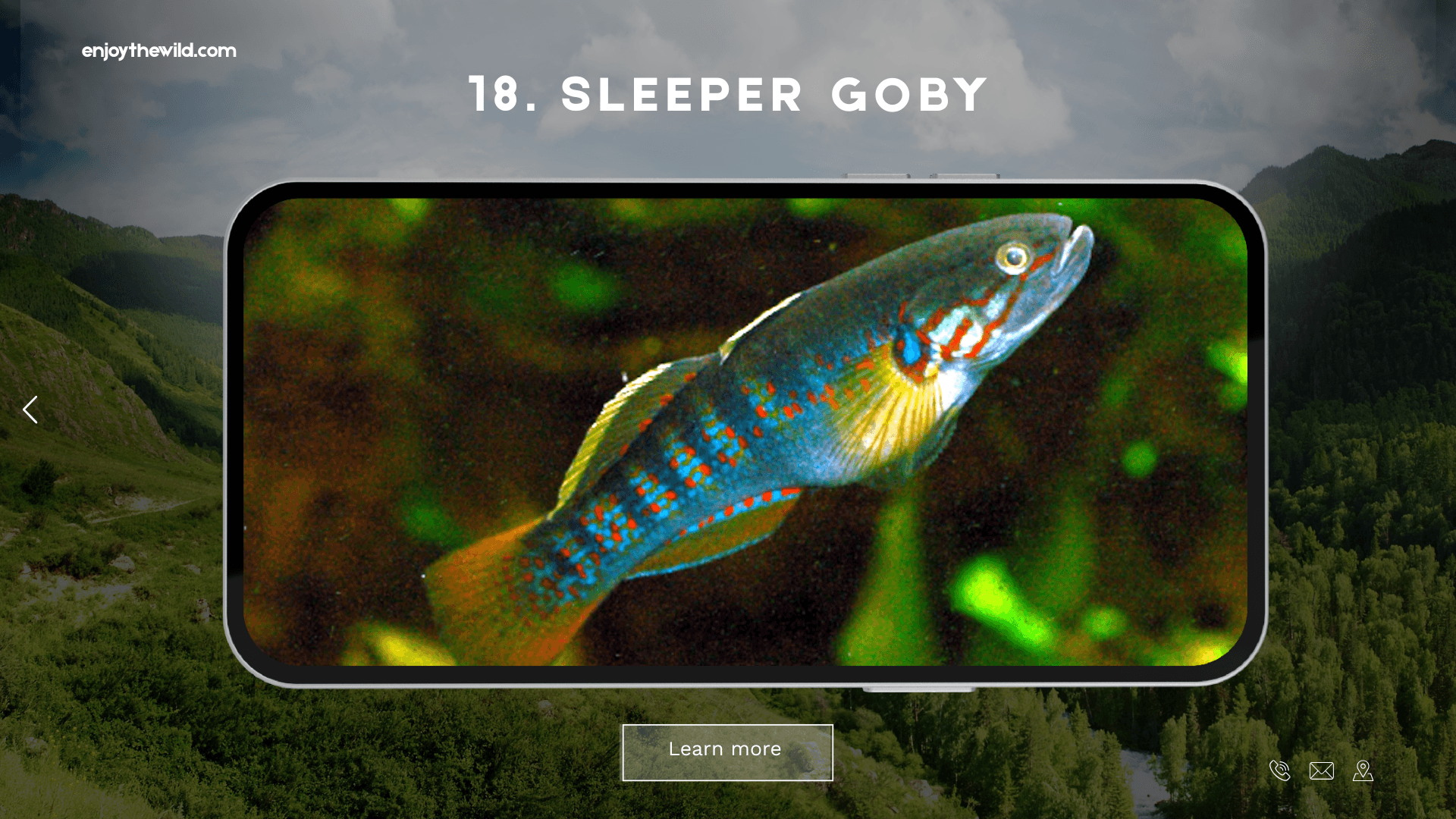 Sleeper Goby