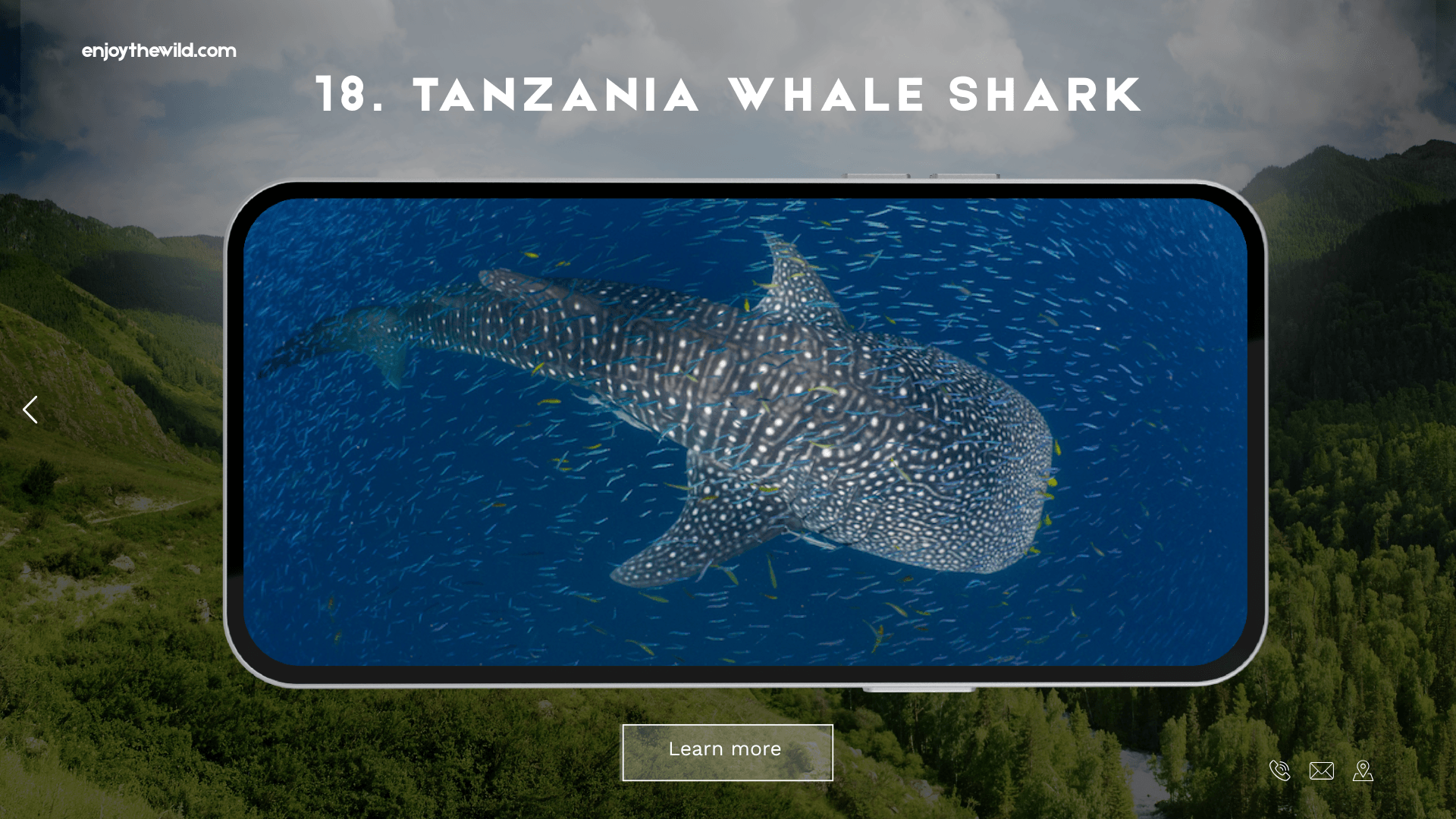Tanzania Whale Shark
