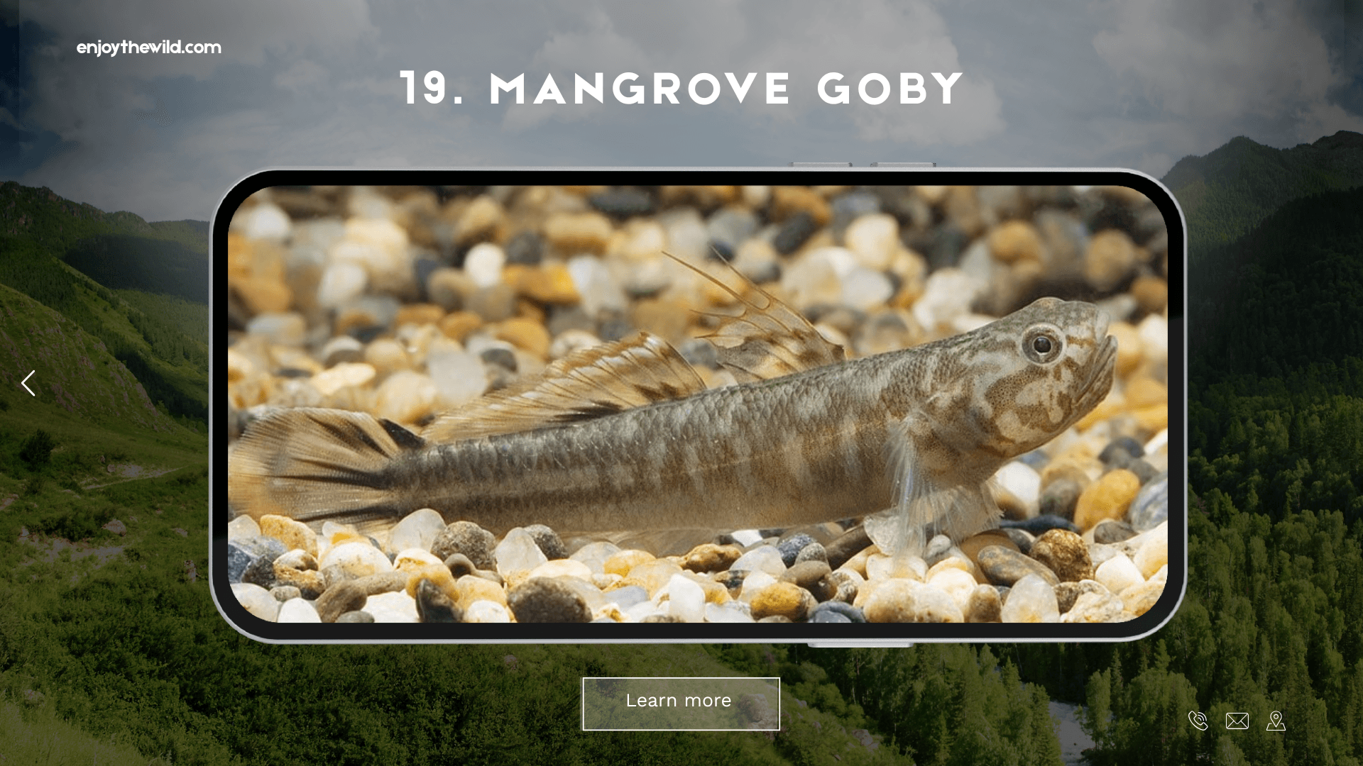 Mangrove Goby