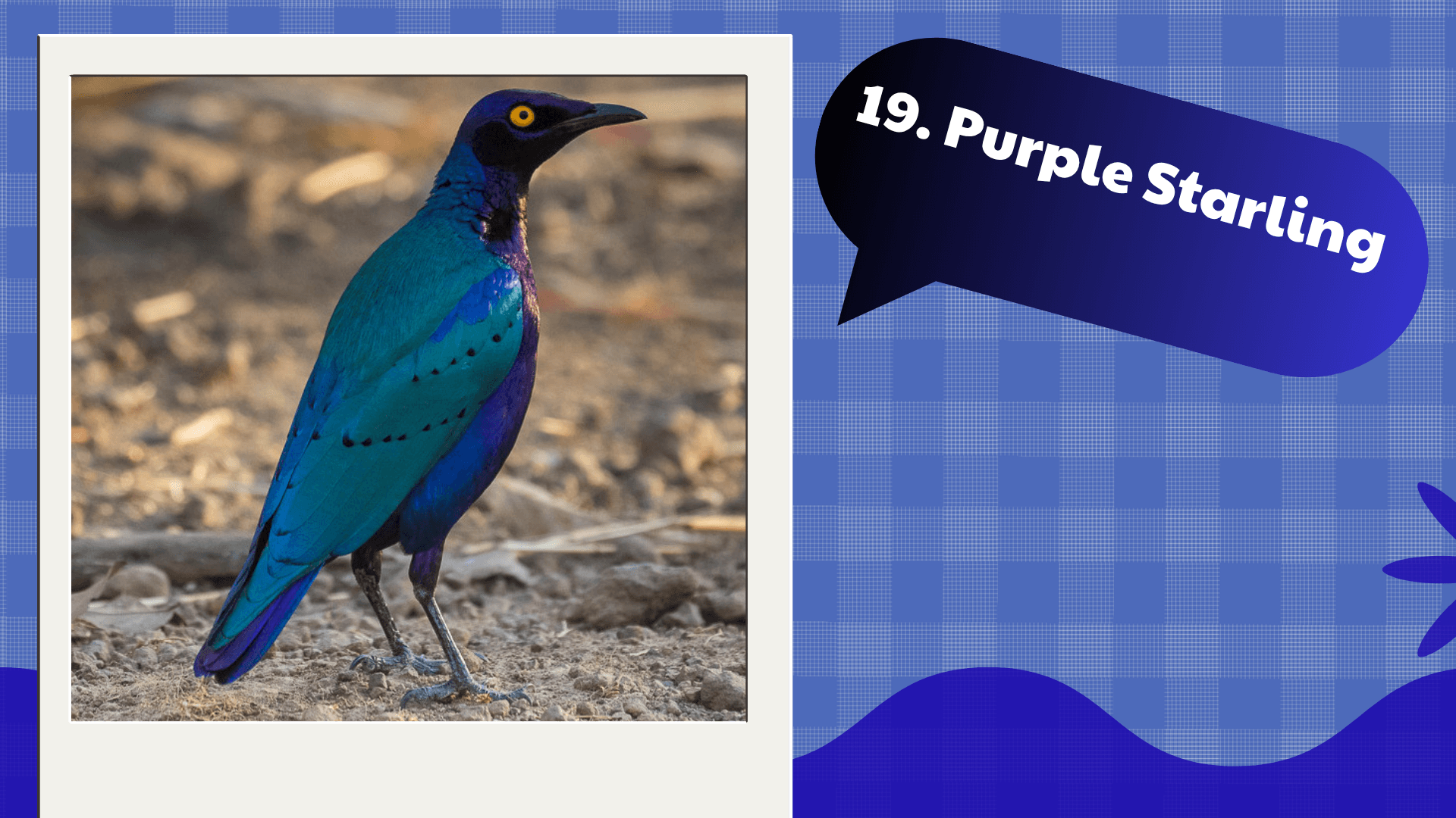 Purple Starling
