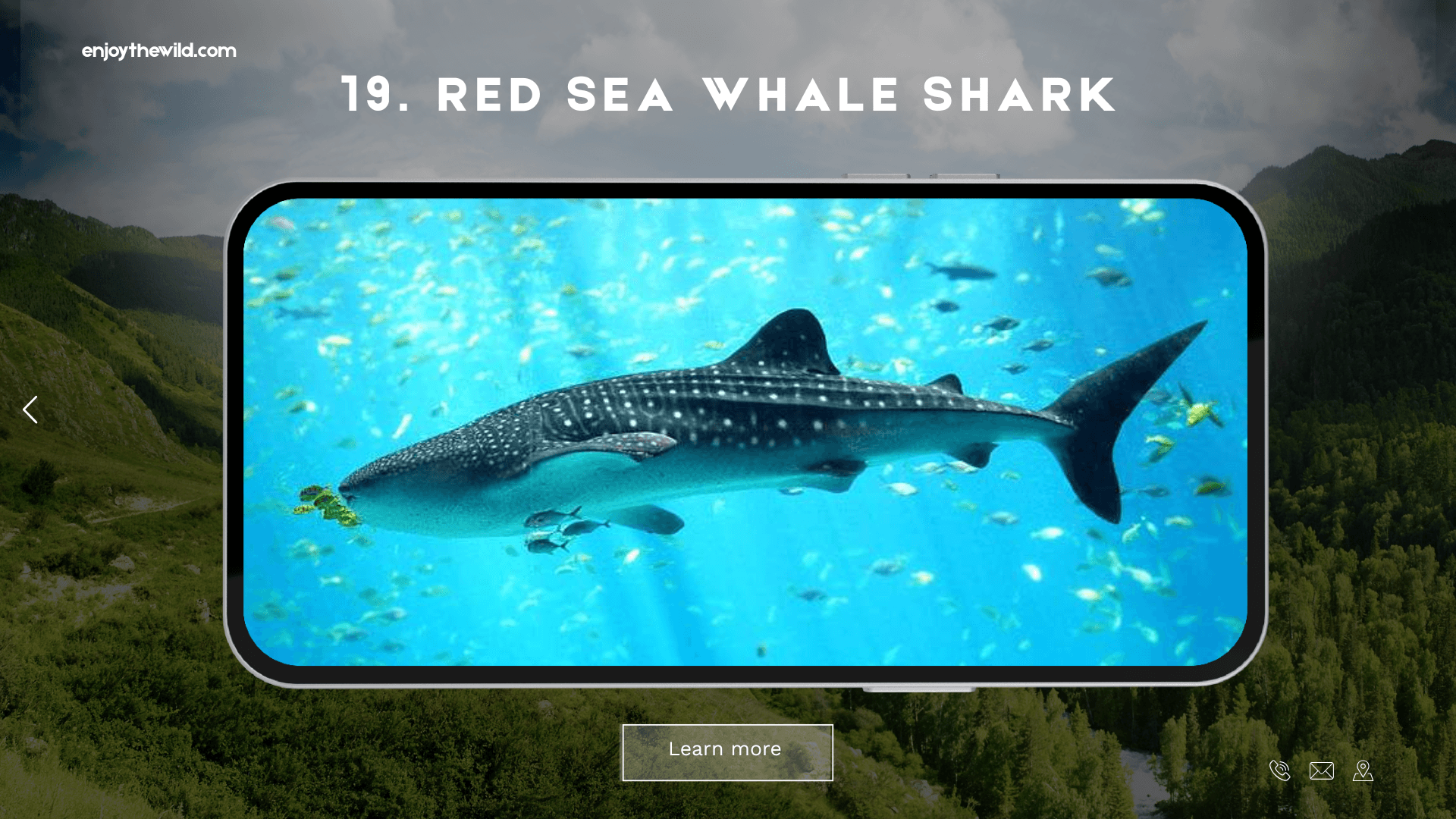 Red Sea Whale Shark