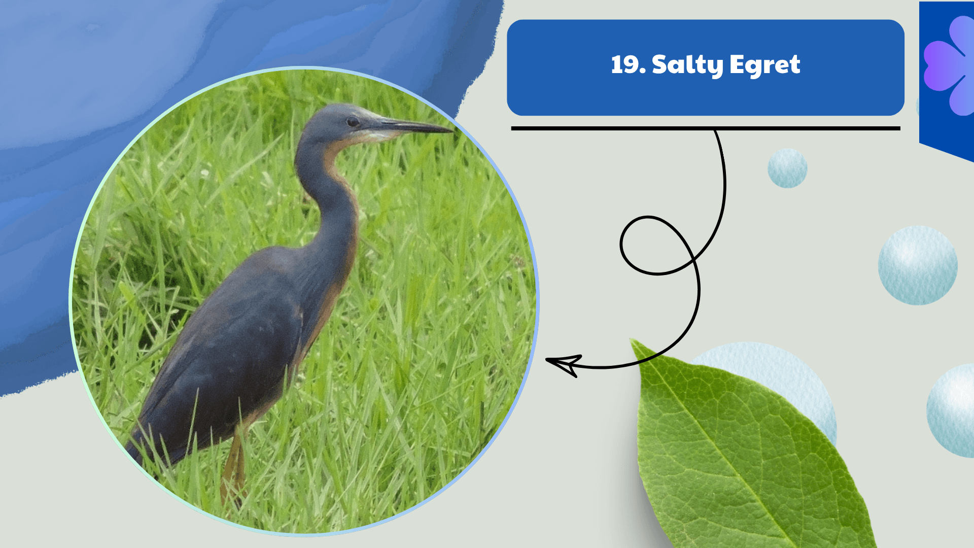 Salty Egret