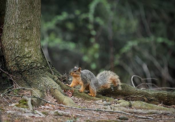 Eastern-Fox-Squirrel