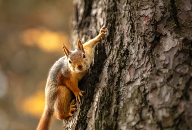 American-Red-Squirrel