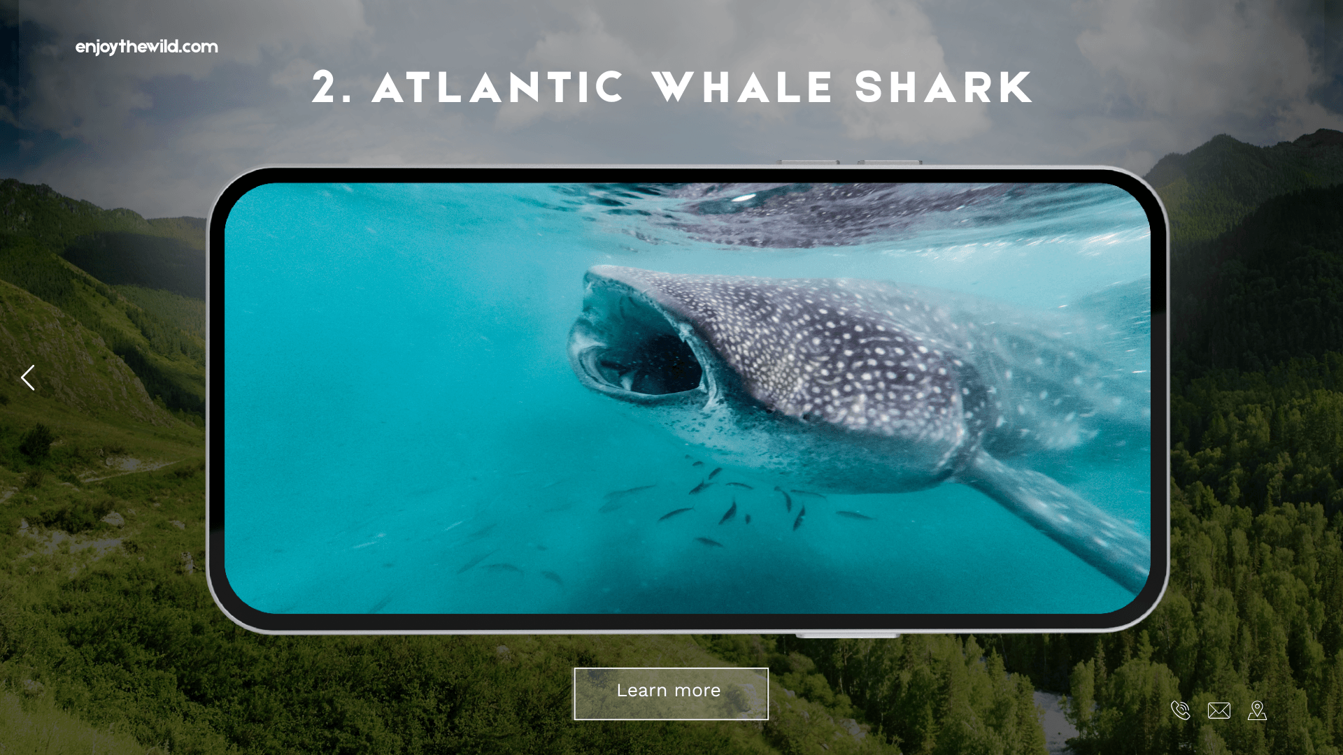 Atlantic Whale Shark