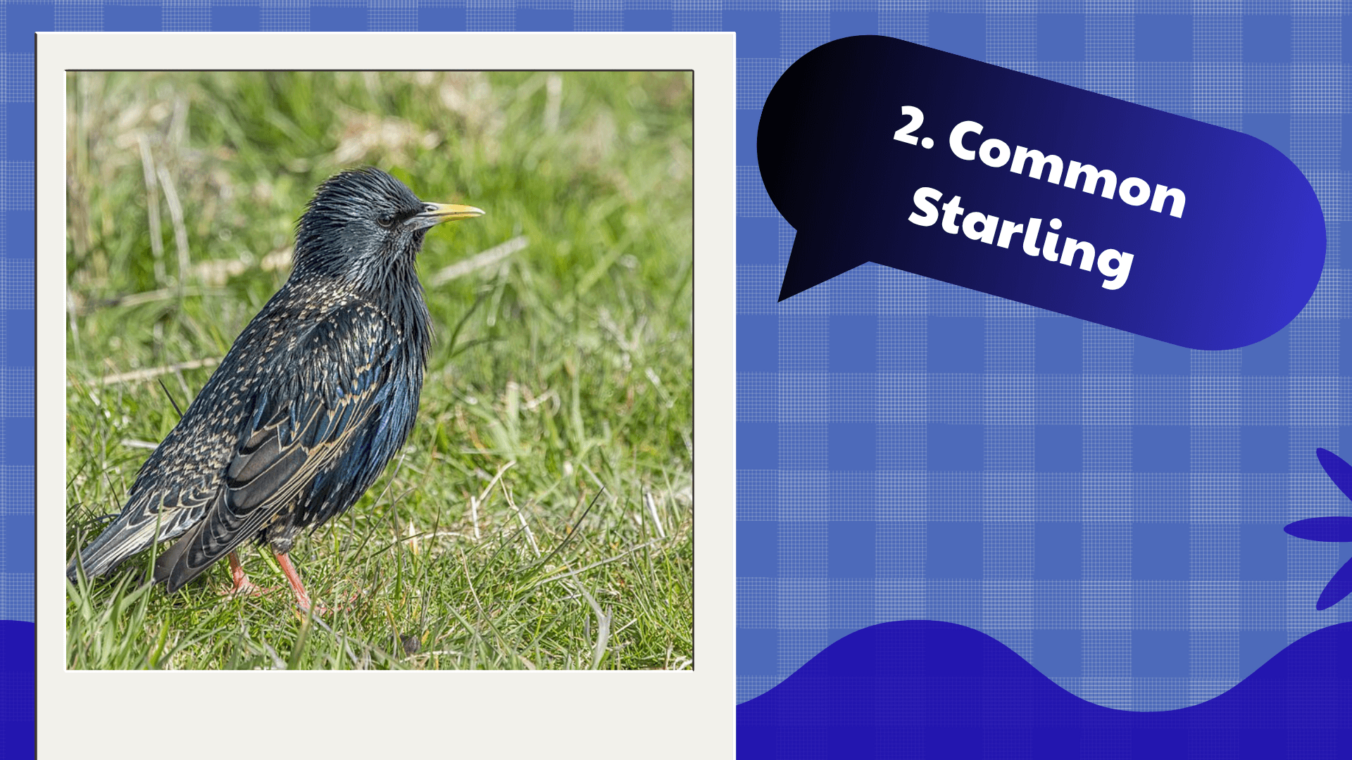 Common Starling