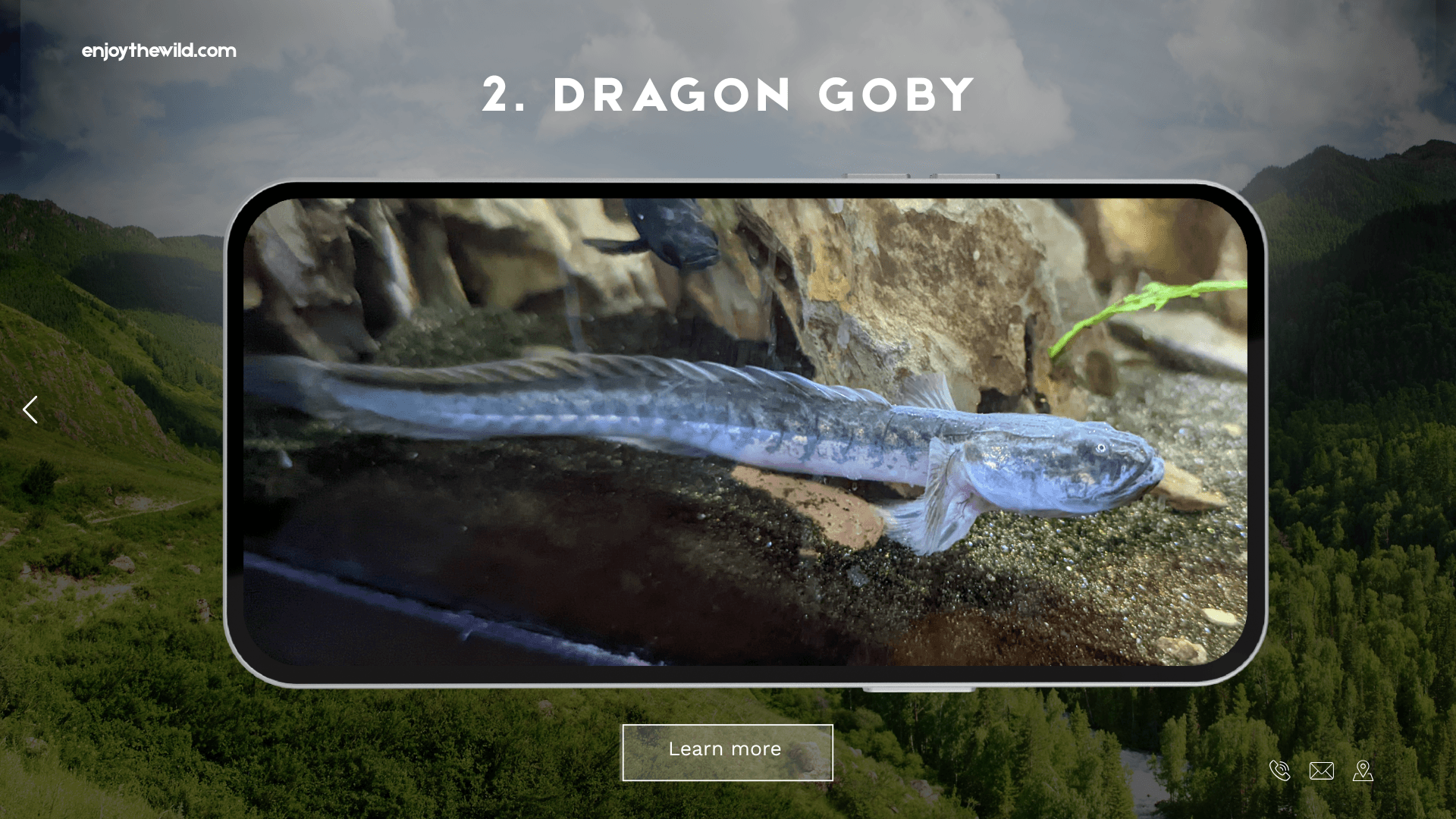Dragon Goby
