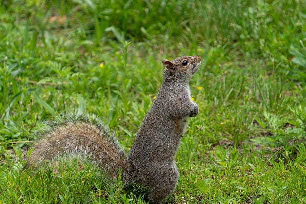 Eastern-Gray-Squirrel