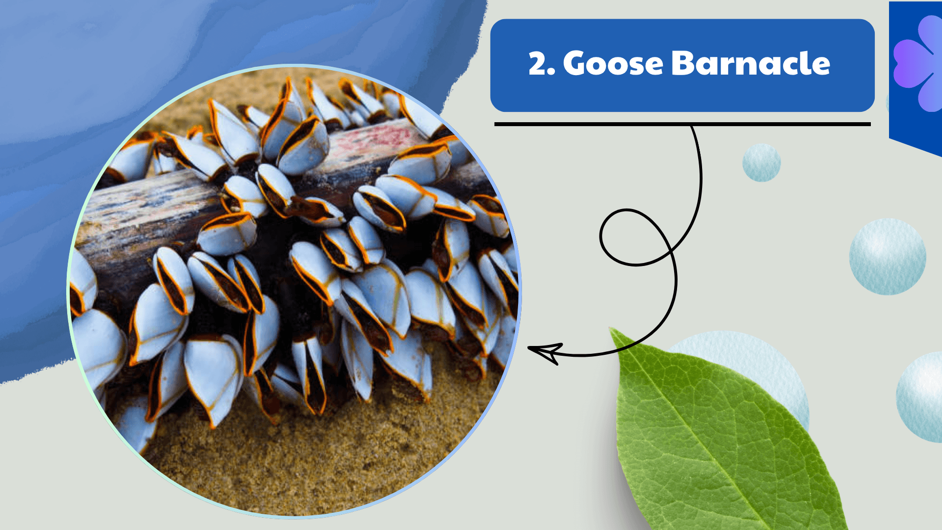 Goose Barnacle