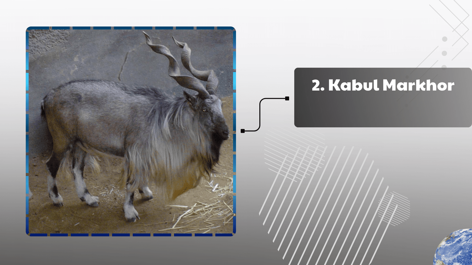 Kabul Markhor