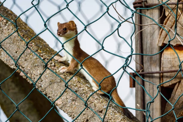 Short-Tailed-Weasel