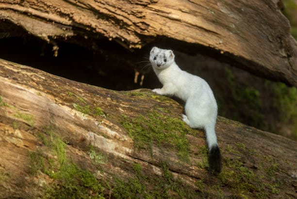 Short-Tailed-Weasel
