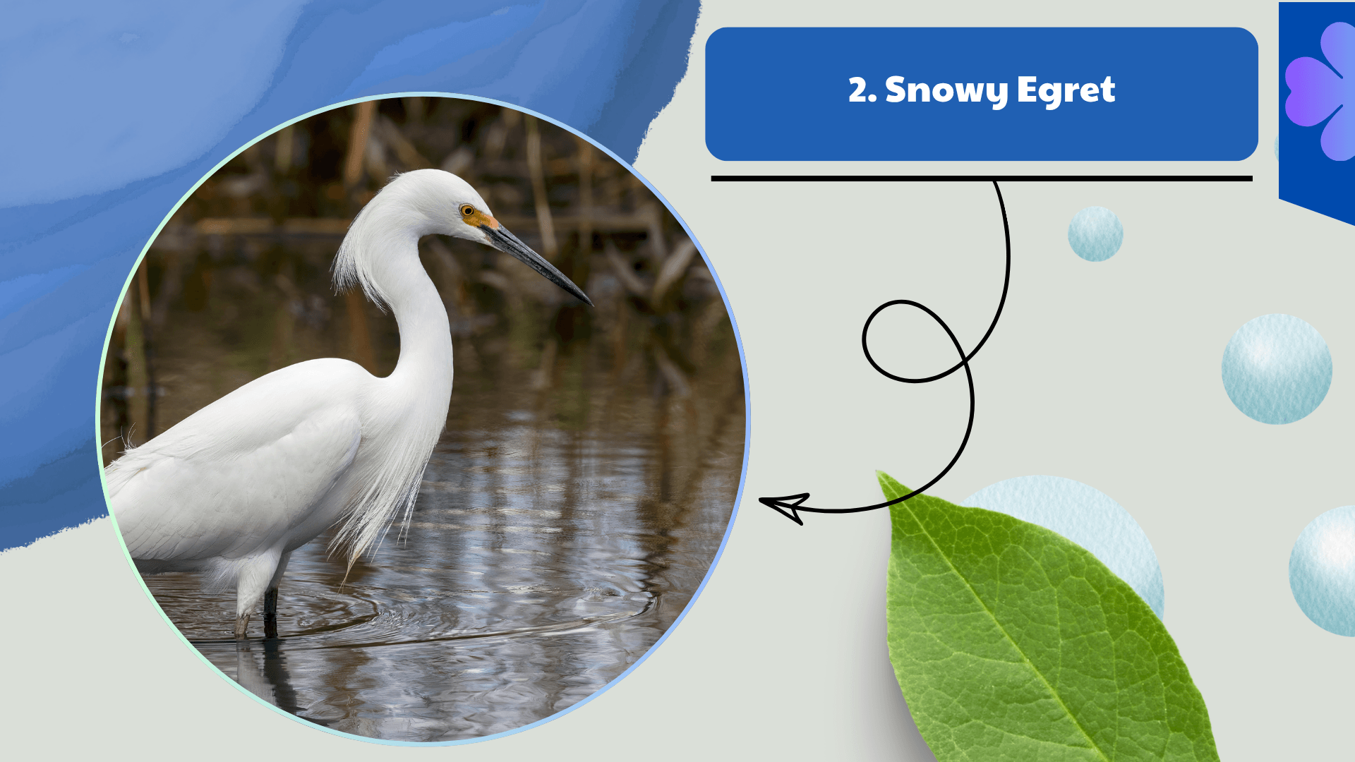 Snowy Egret