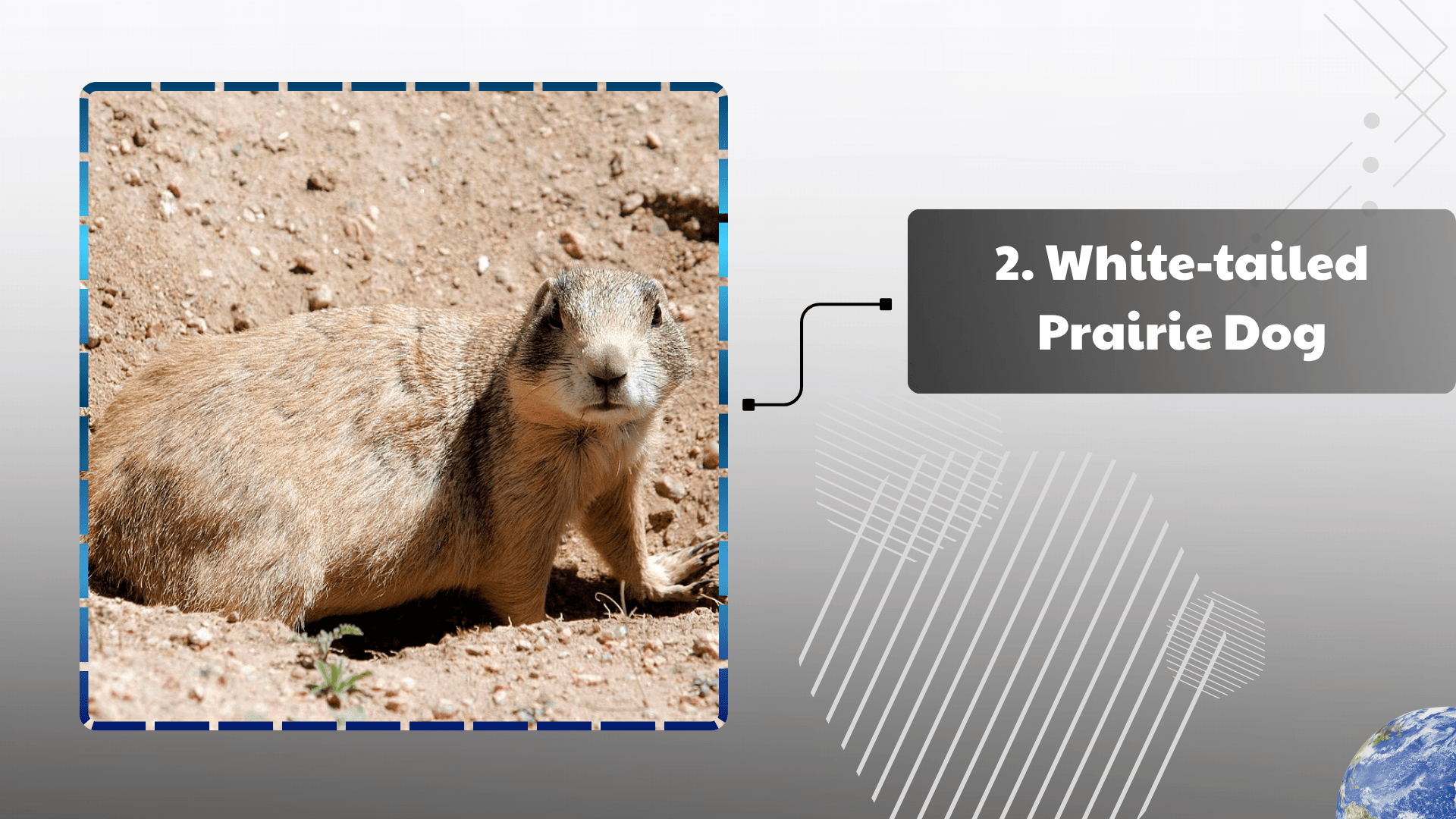 White-tailed Prairie Dog