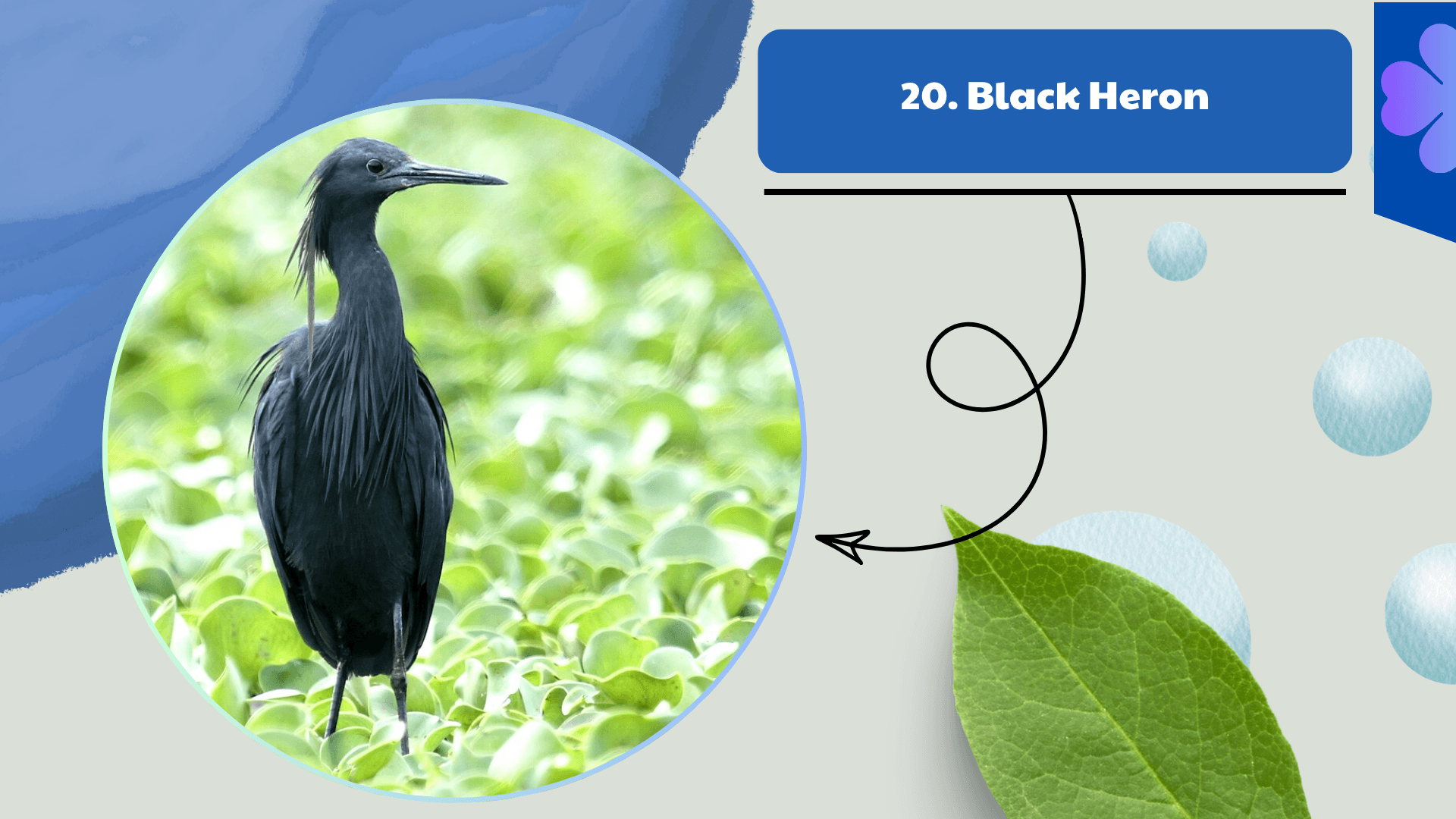 Black Heron