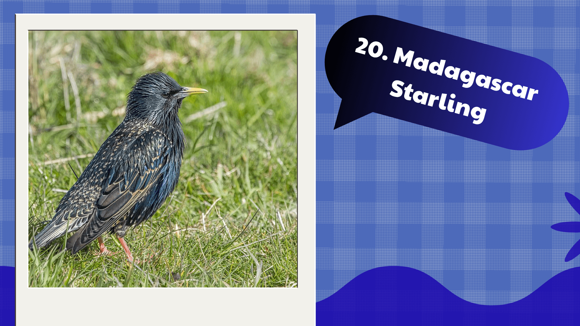 Madagascar Starling