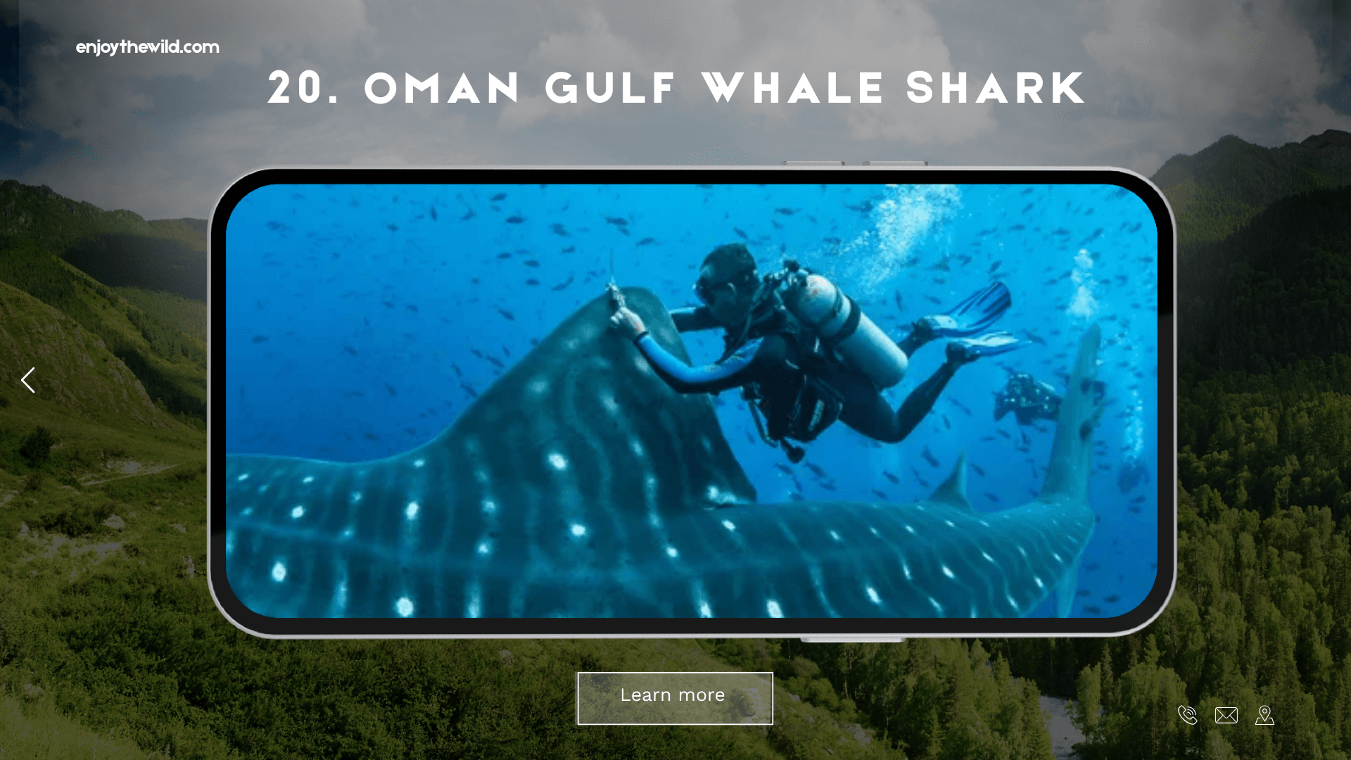 Oman Gulf Whale Shark