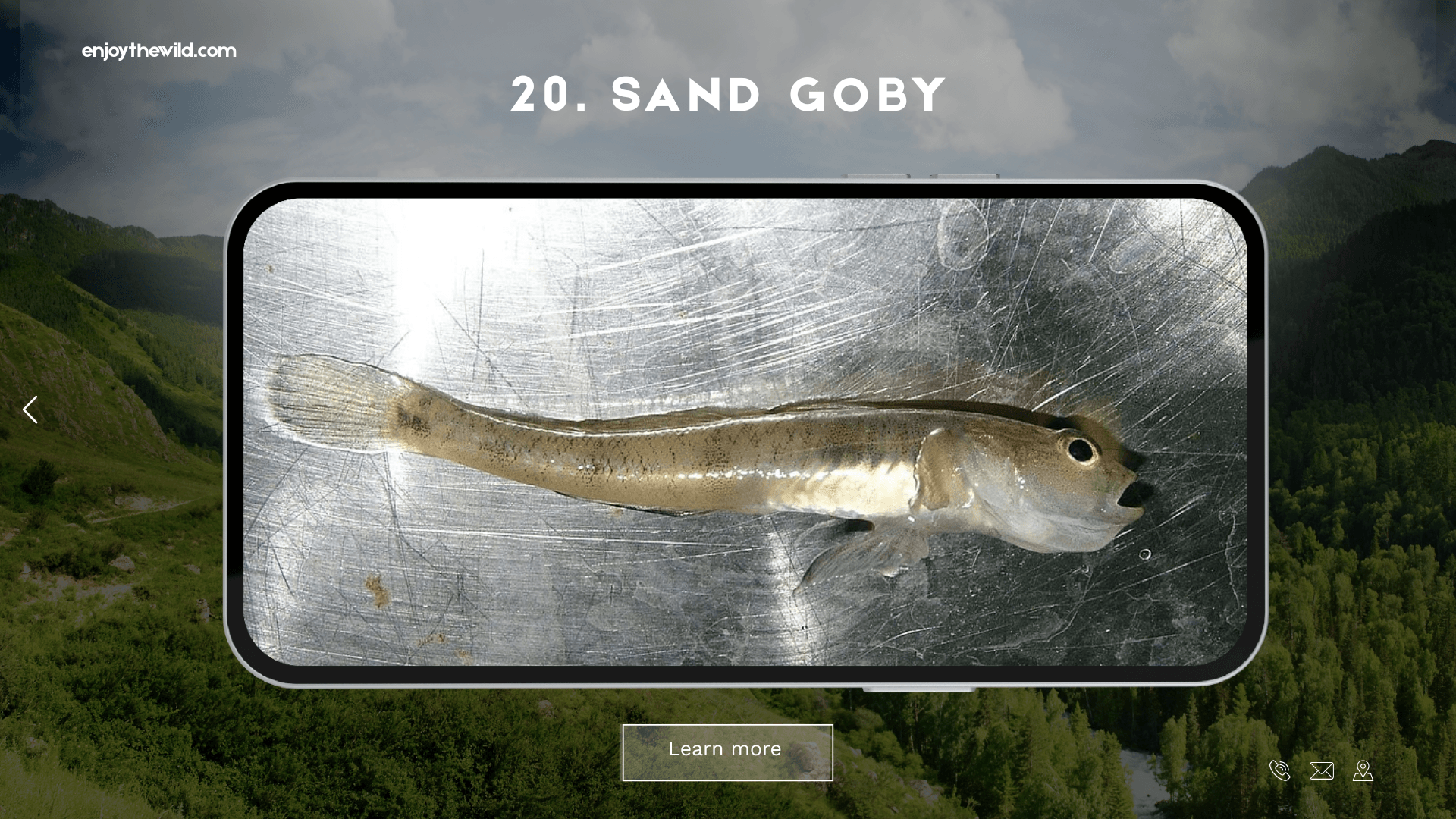 Sand Goby