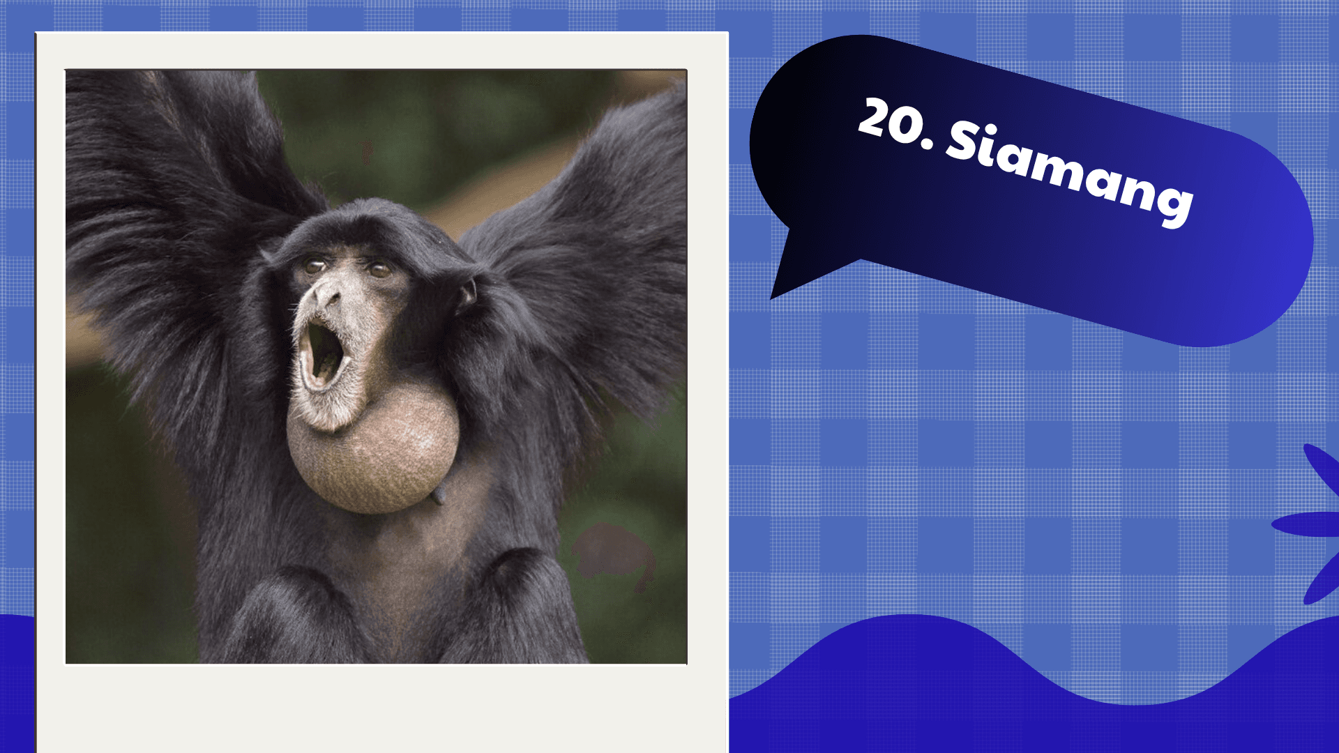 Siamang