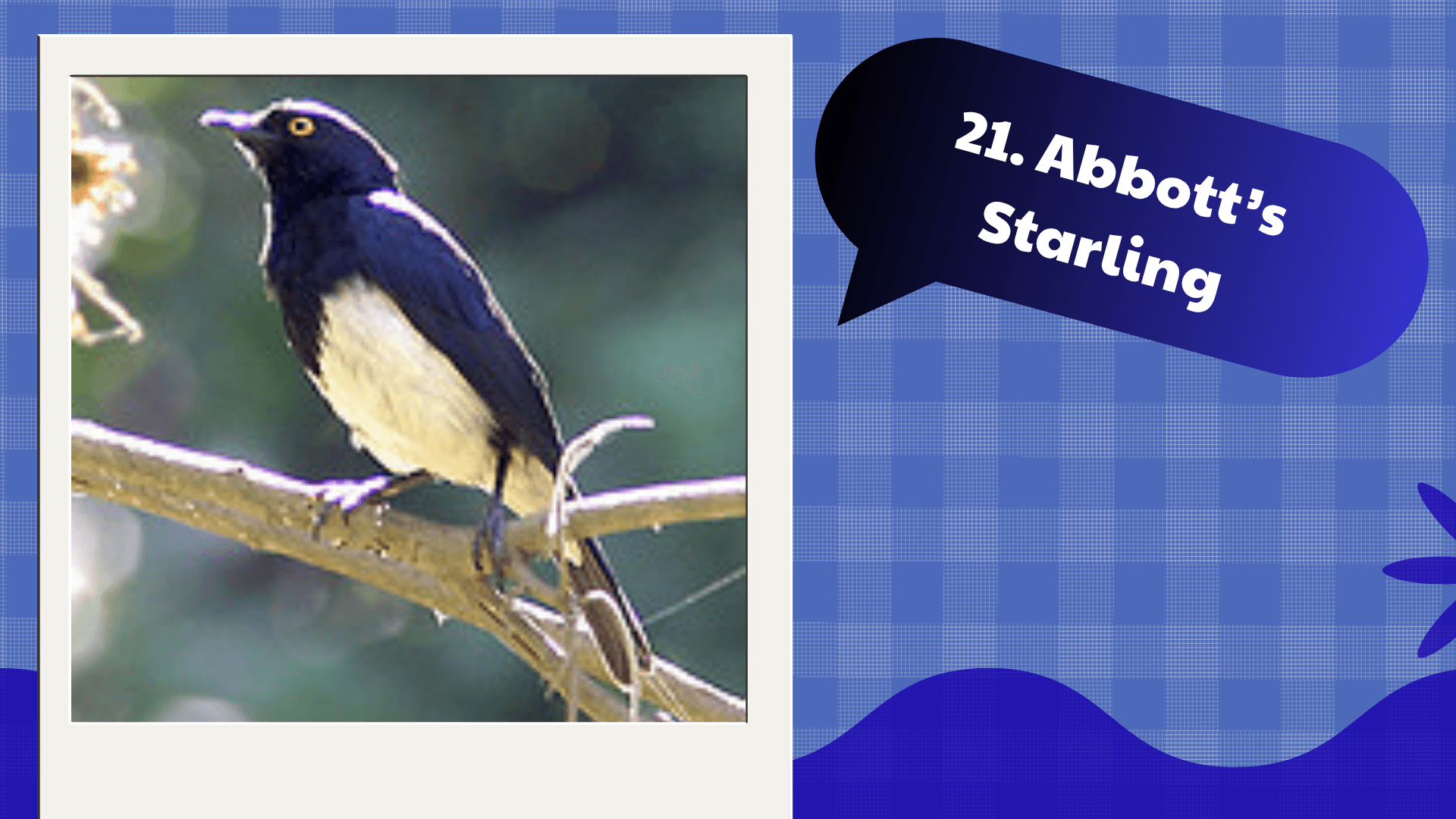 Abbott’s Starling