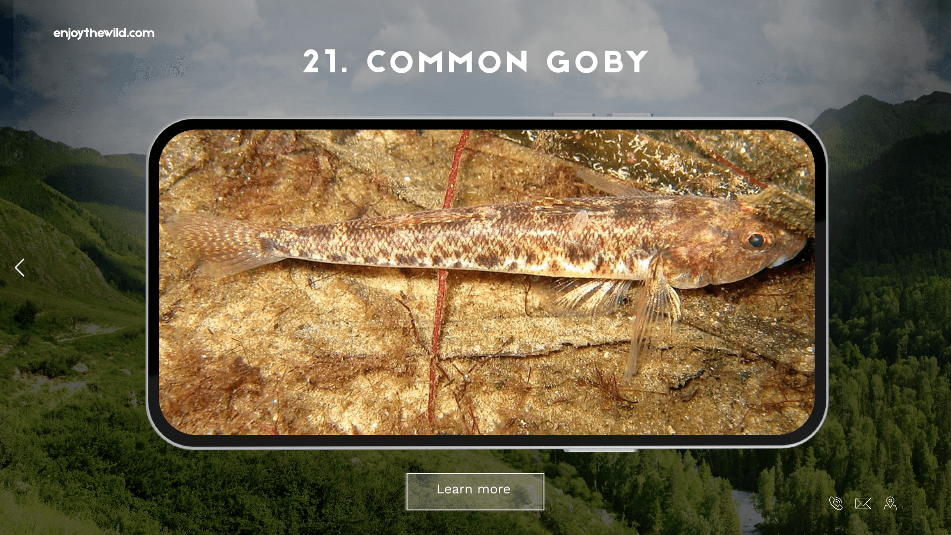 Common Goby