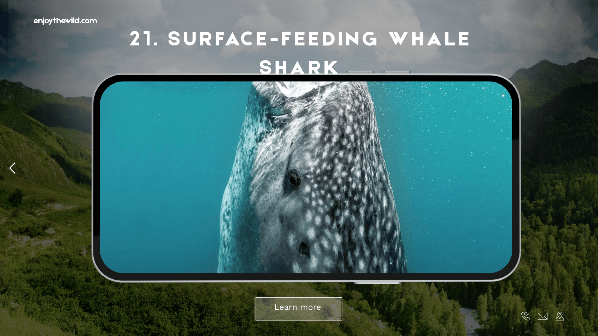 Surface-Feeding Whale Shark
