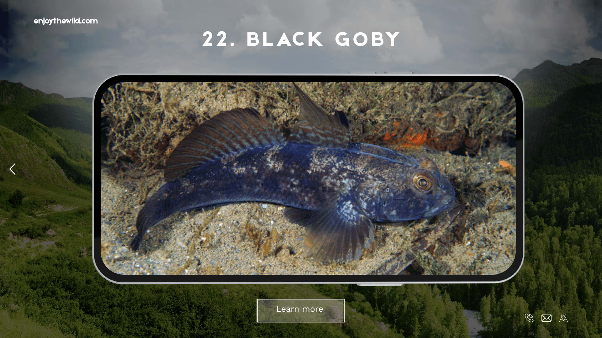 Black Goby