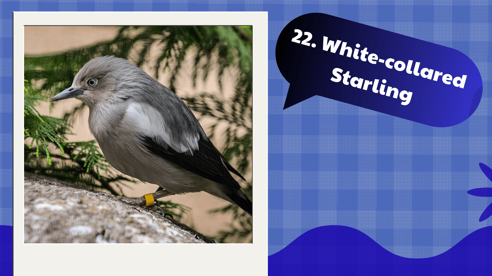 White-collared Starling