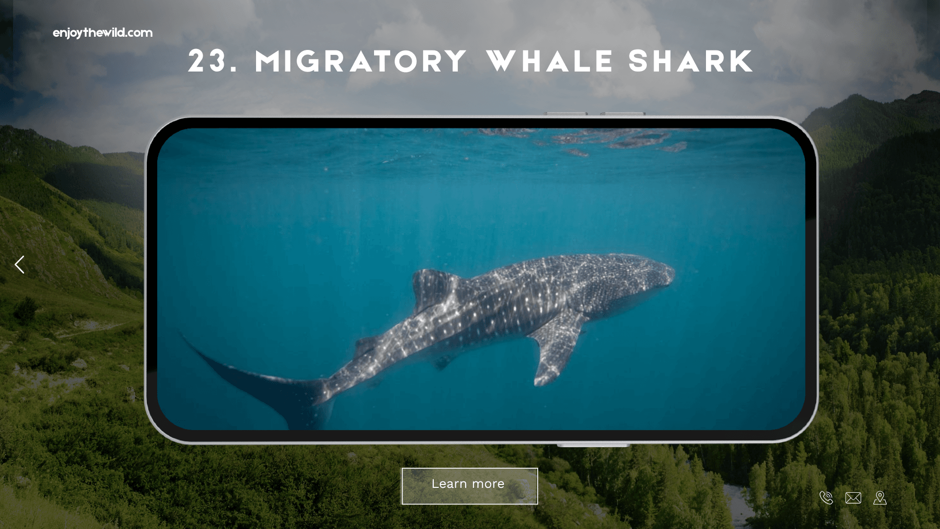 Migratory Whale Shark
