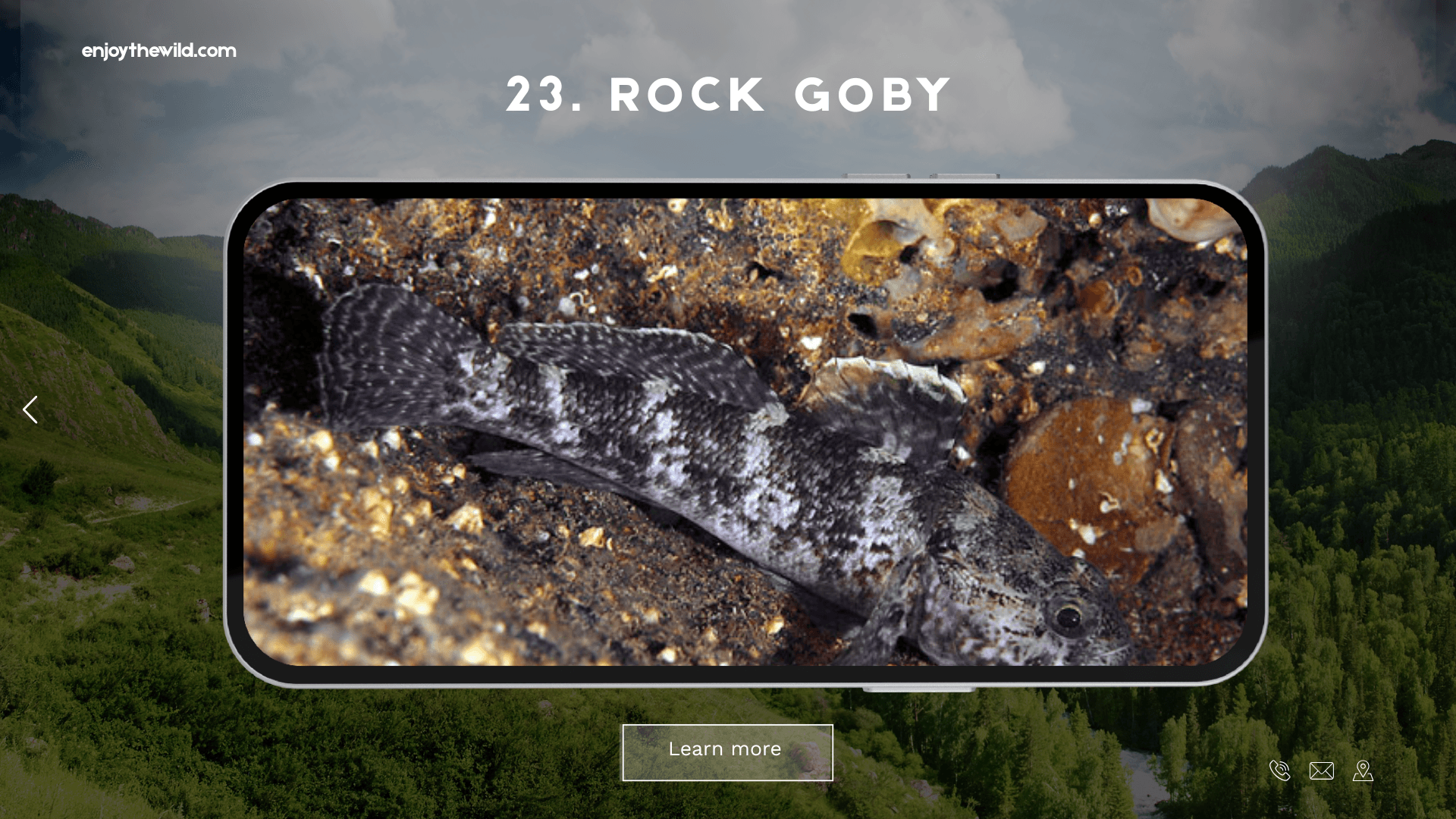 Rock Goby