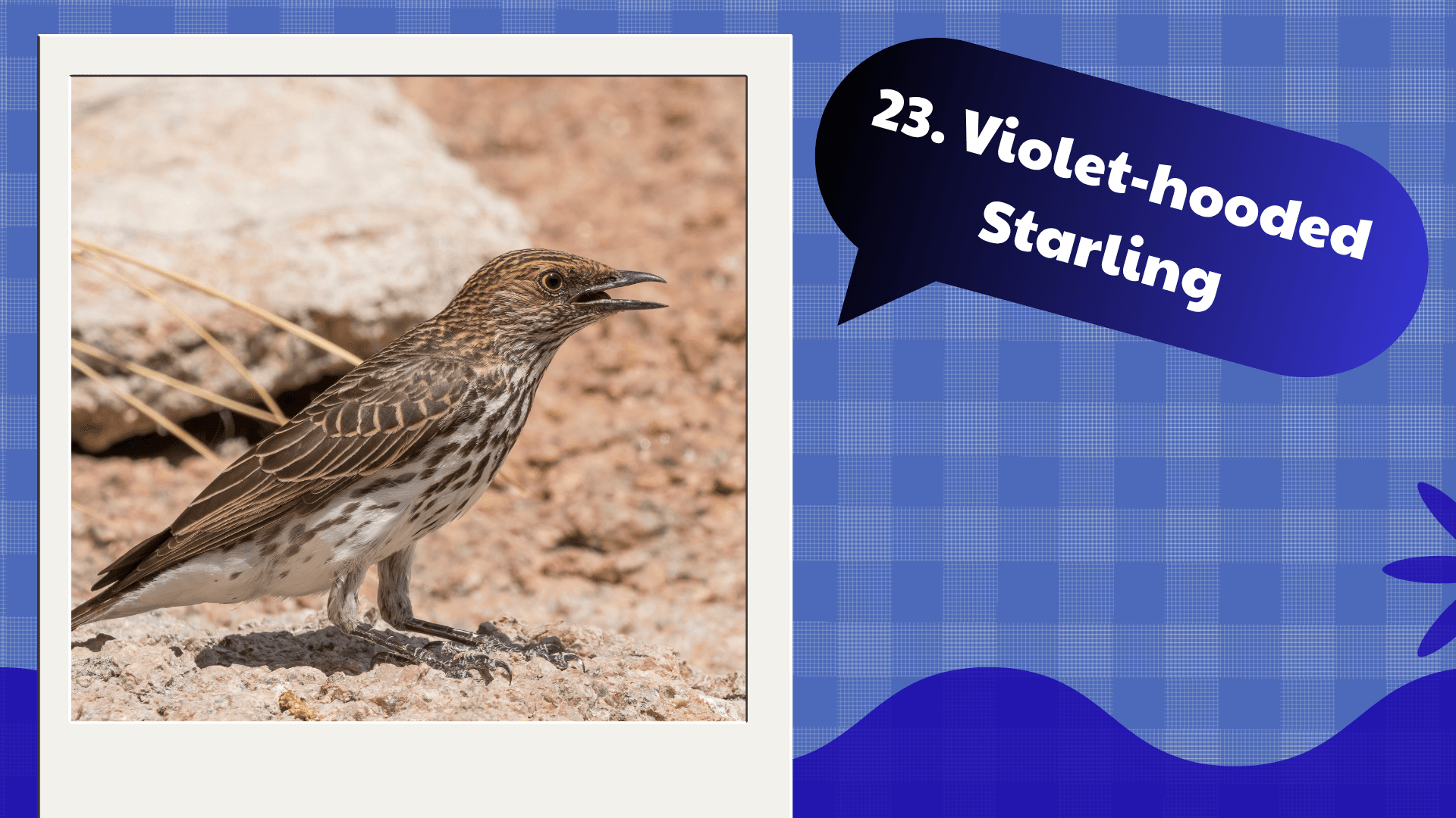 Violet-hooded Starling