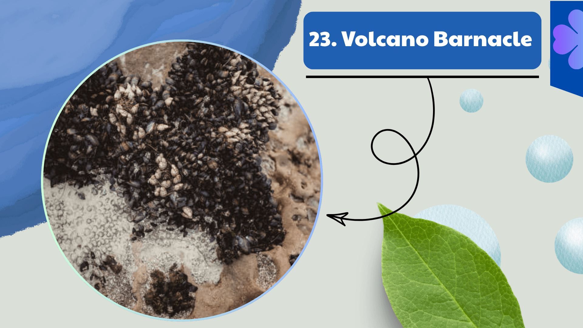 Volcano Barnacle