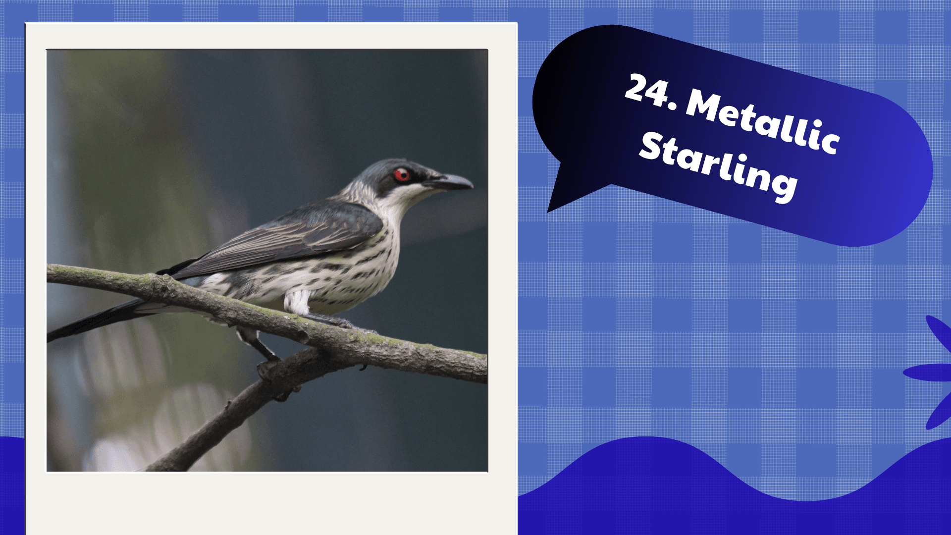 Metallic Starling