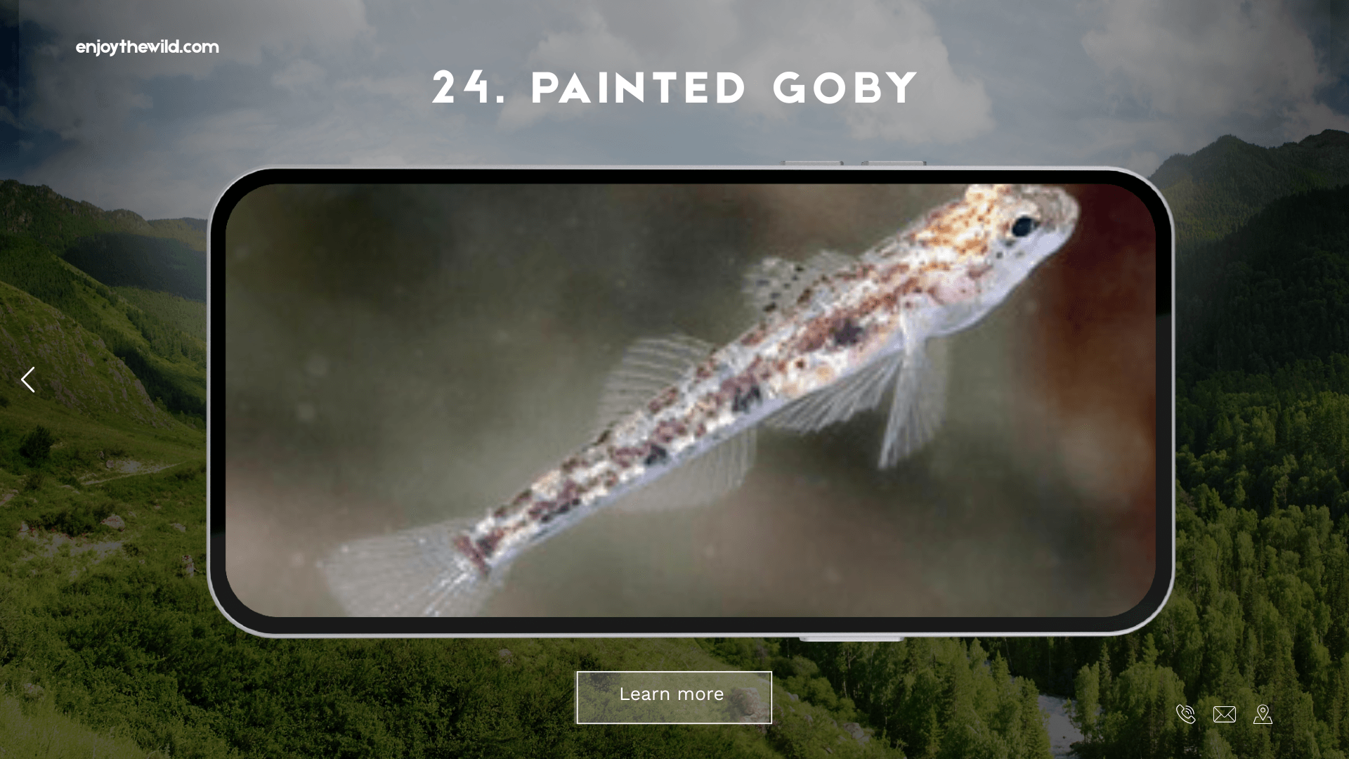 Painted Goby