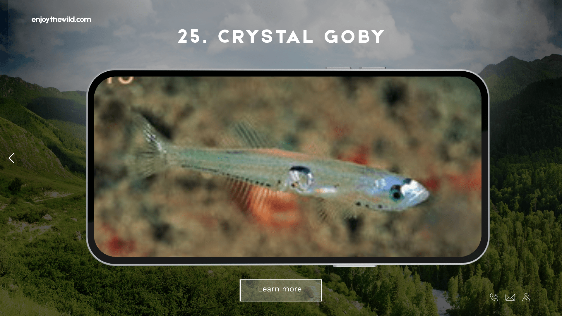 Crystal Goby