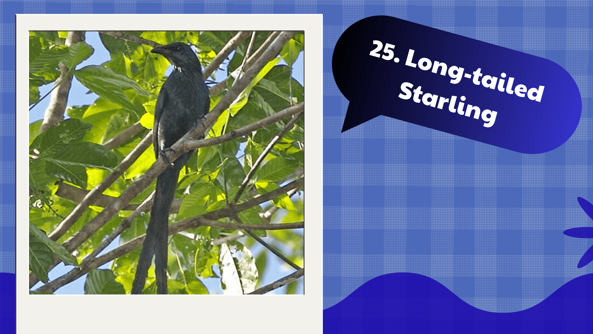 Long-tailed Starling