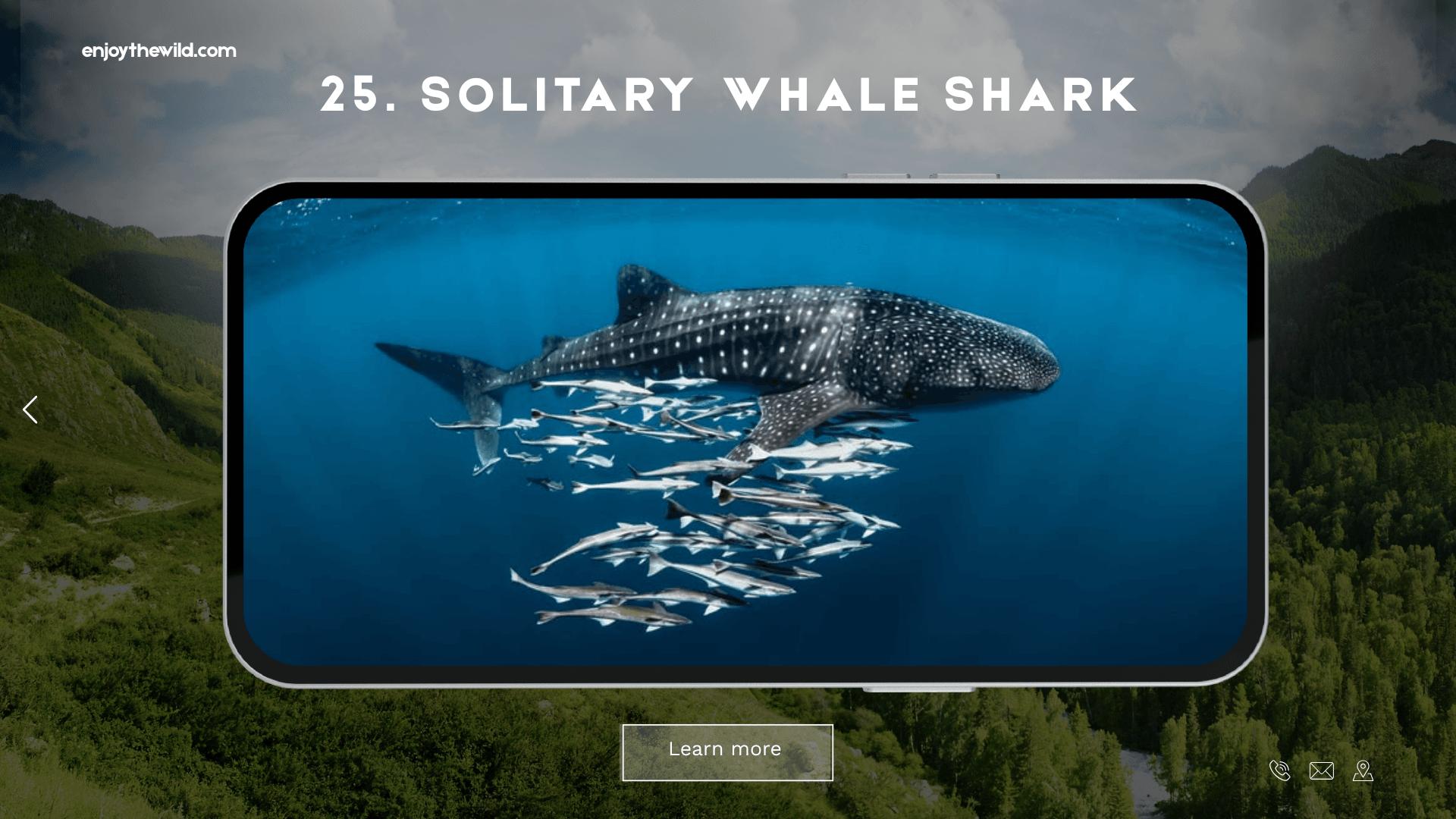 Solitary Whale Shark