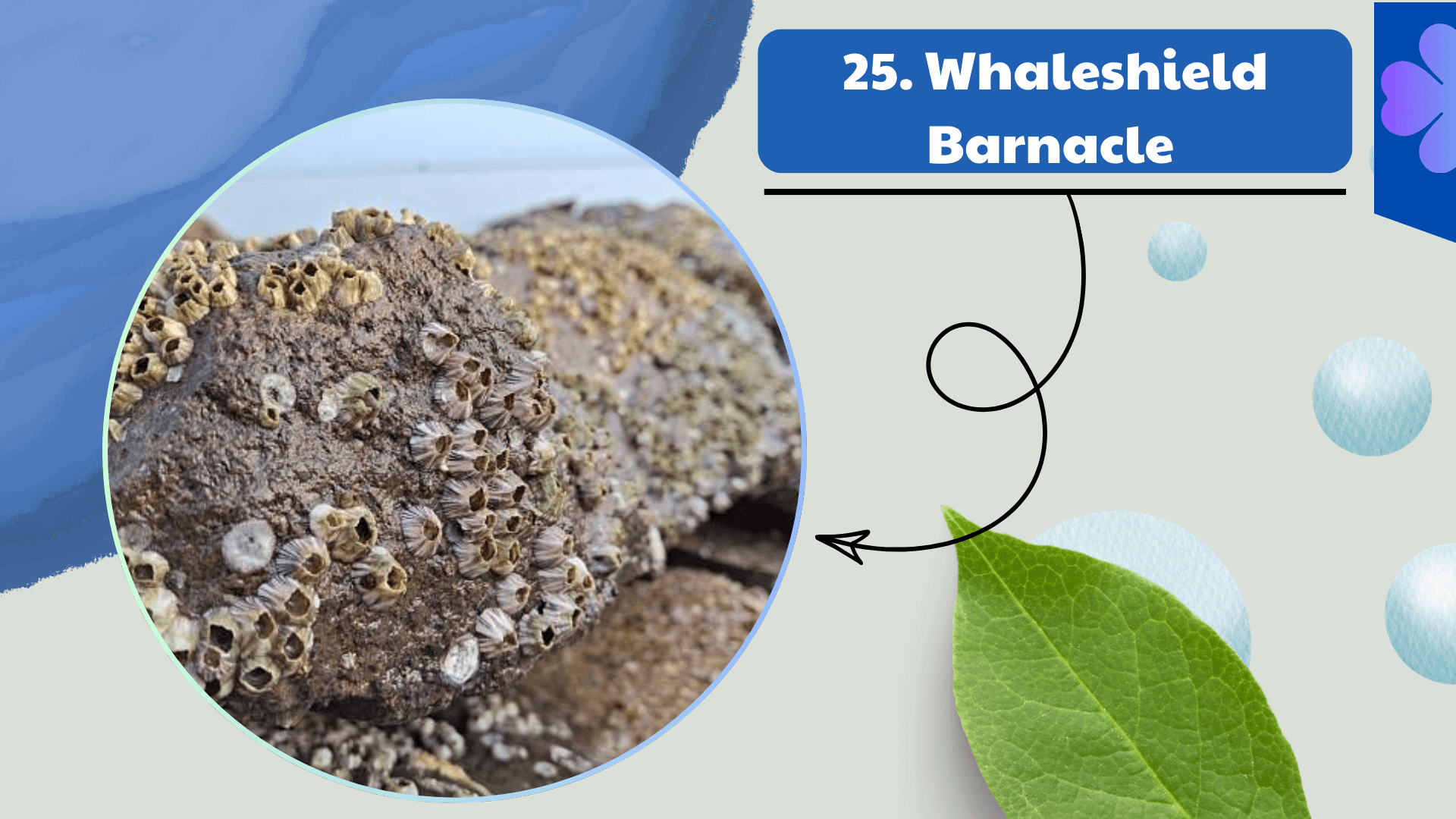 Whaleshield Barnacle