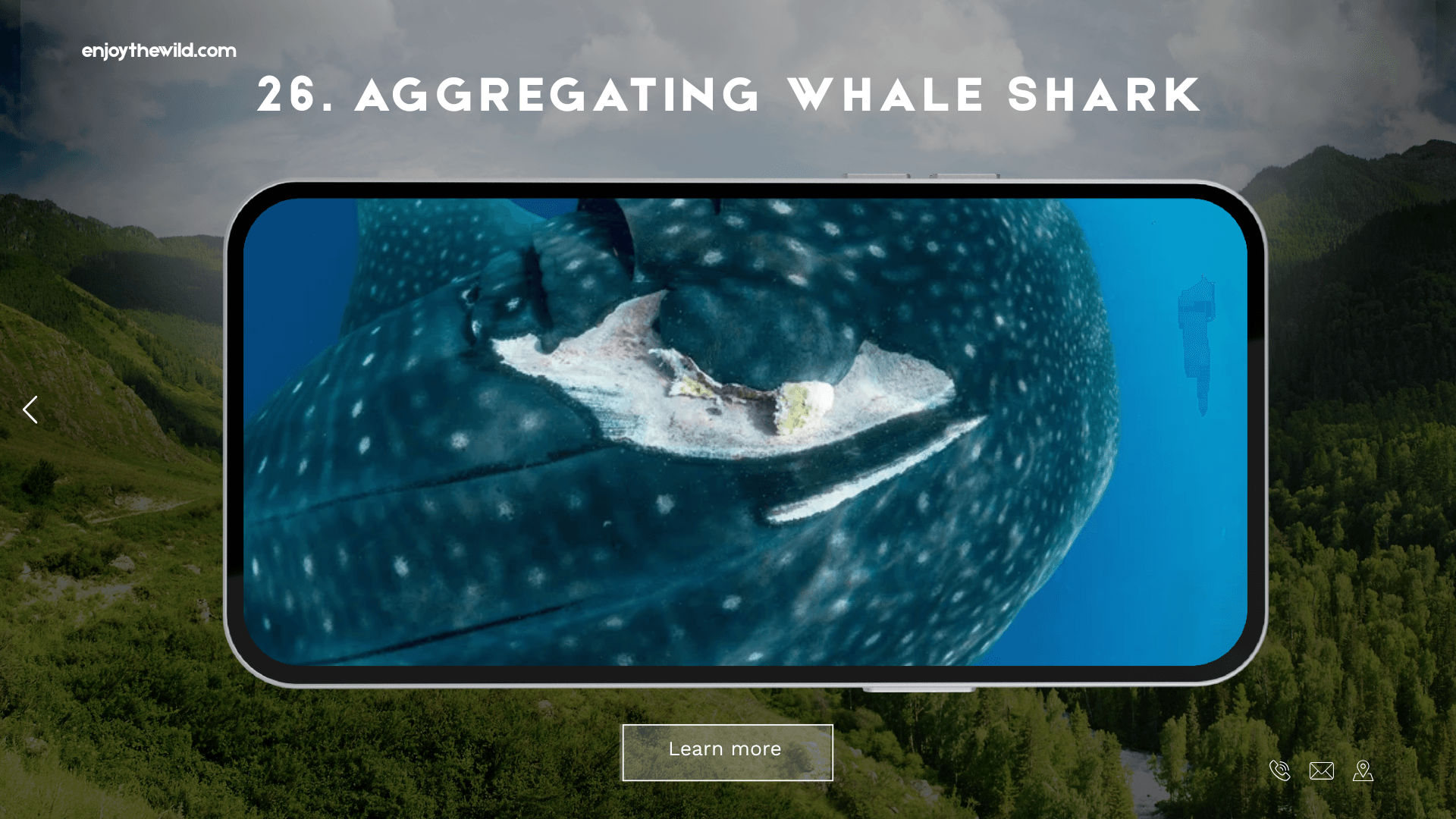 Aggregating Whale Shark