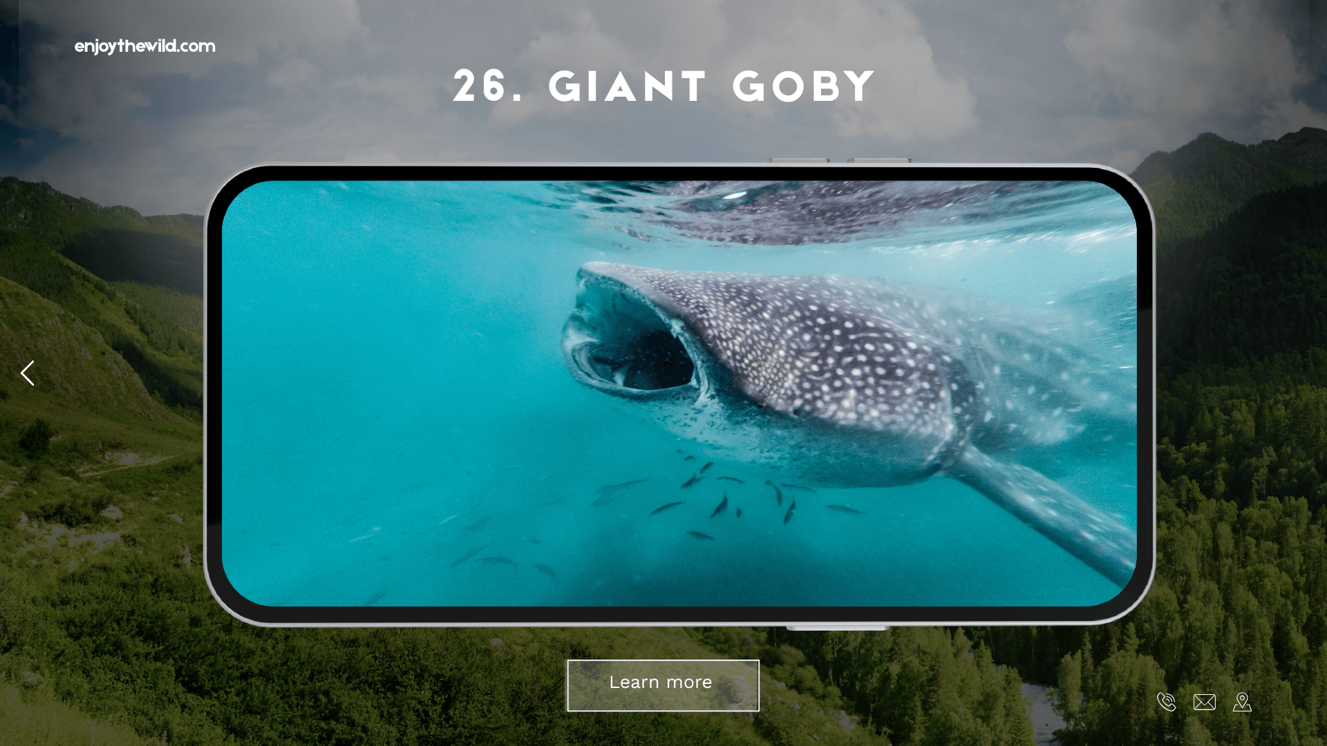 Giant Goby