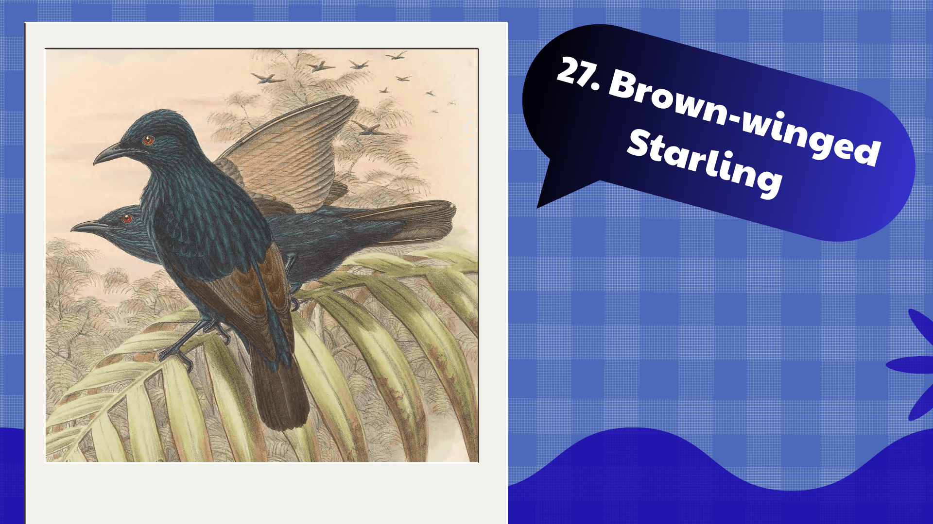 Brown-winged Starling