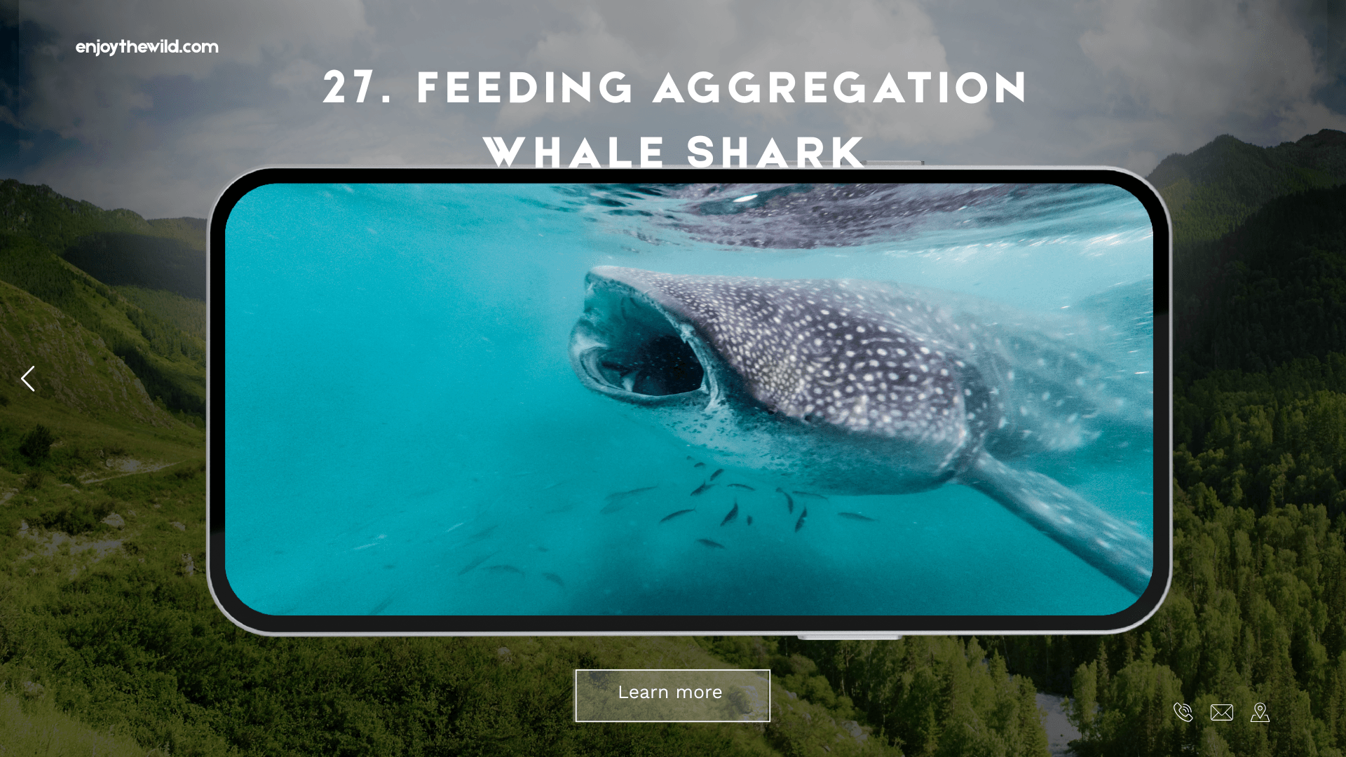 Feeding Aggregation Whale Shark